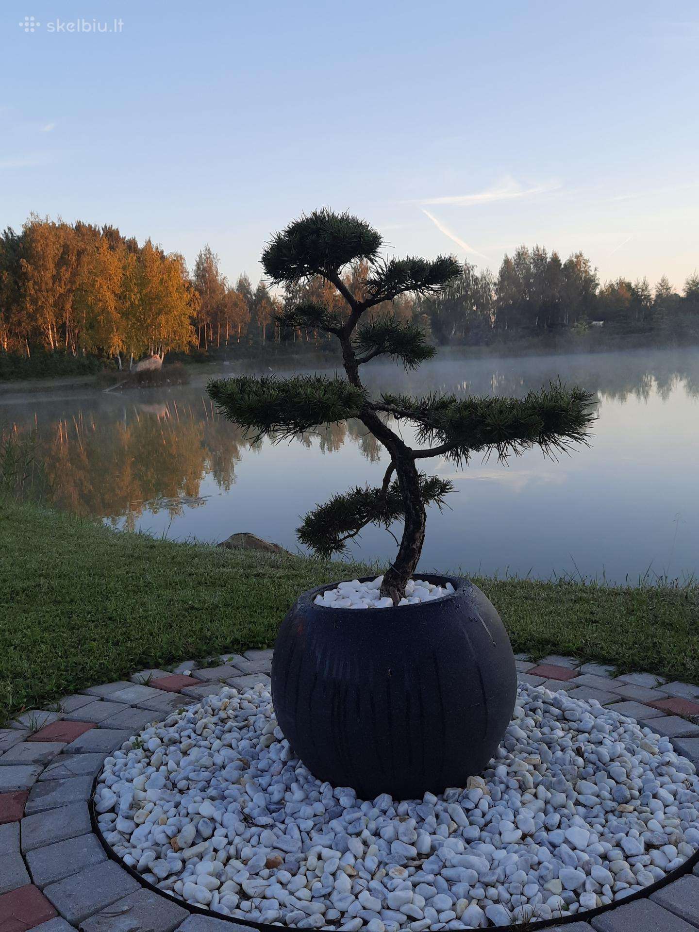 where can i buy a bonsai tree Bonsai