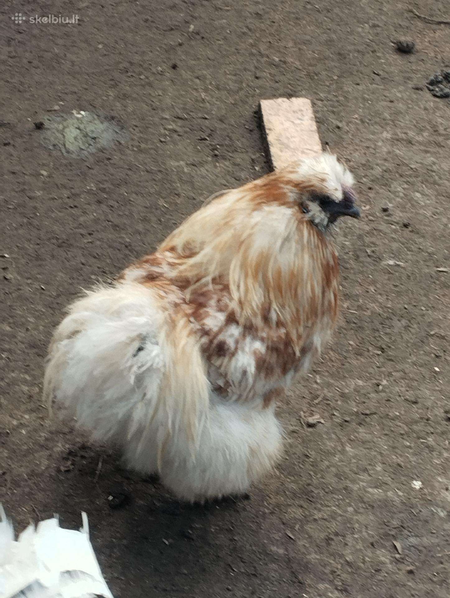 Parduodu gaideli i šilkiniu
