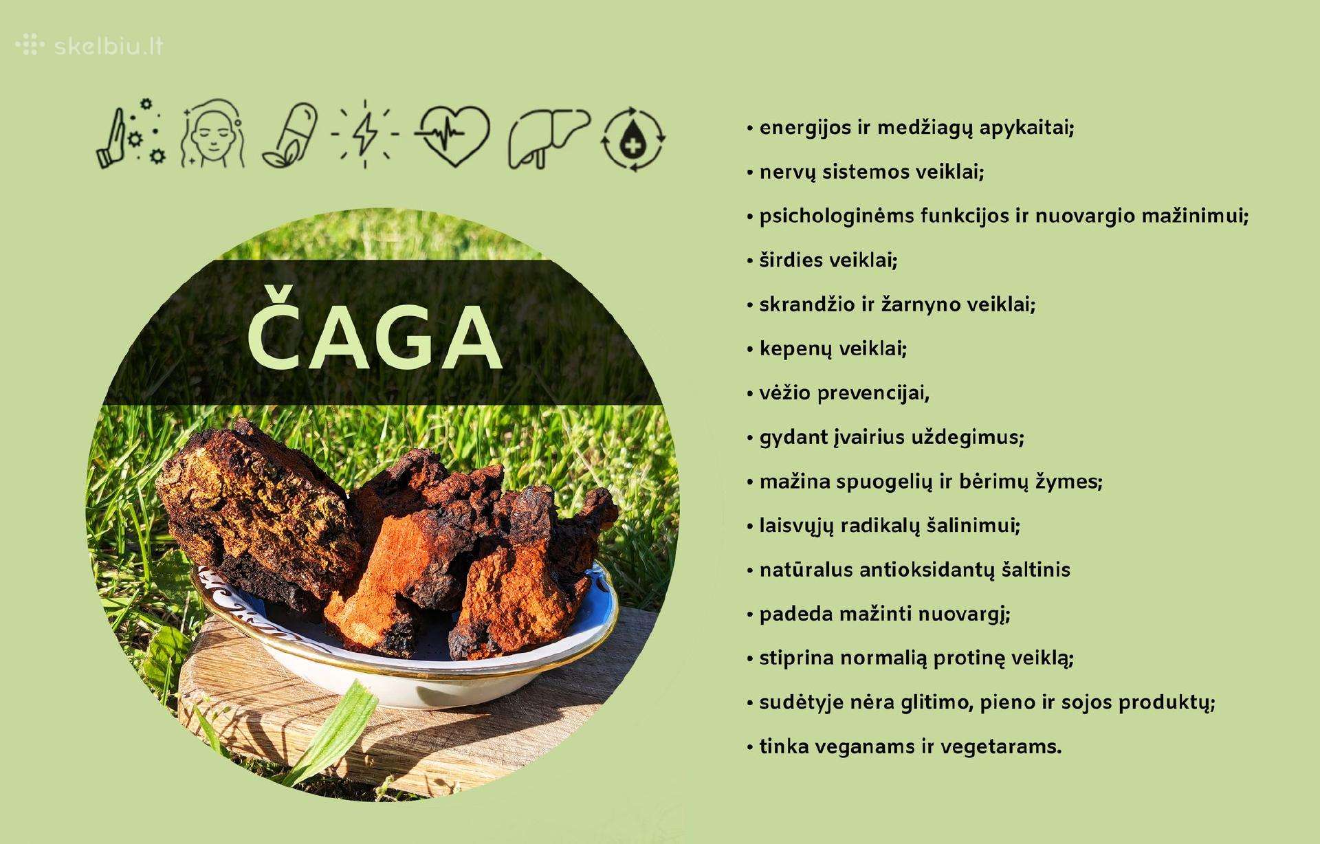 Lietuvos miškuose rinkta Chaga / Čaga
