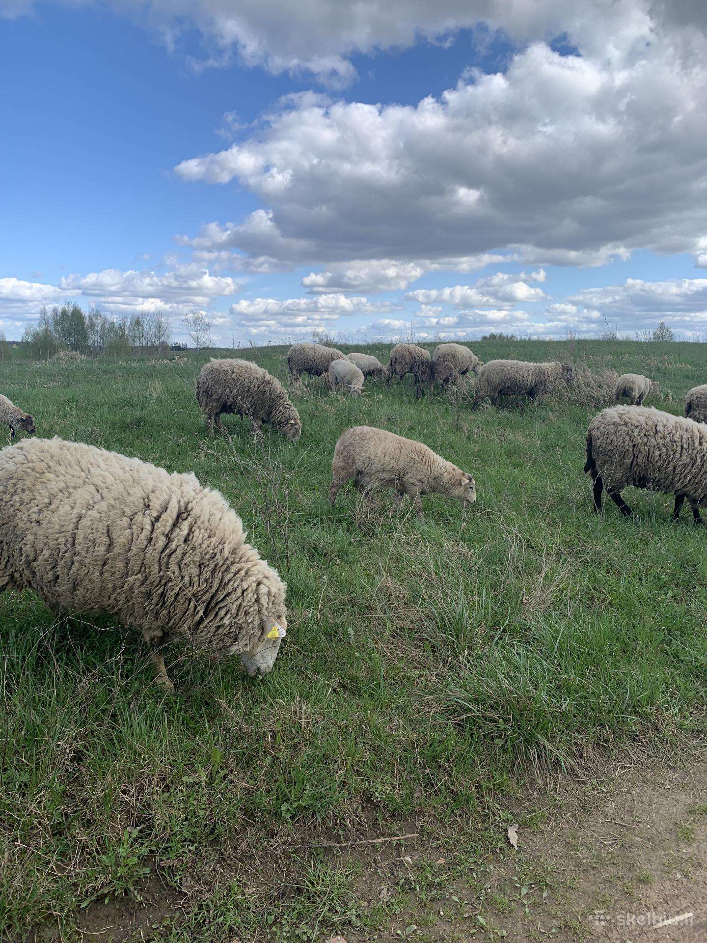 Parduodami 6-7 mėn avinai ir avytės.