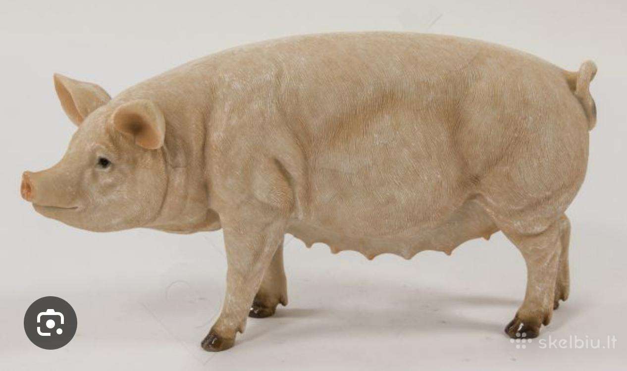 Parduodu mažus paršelius.