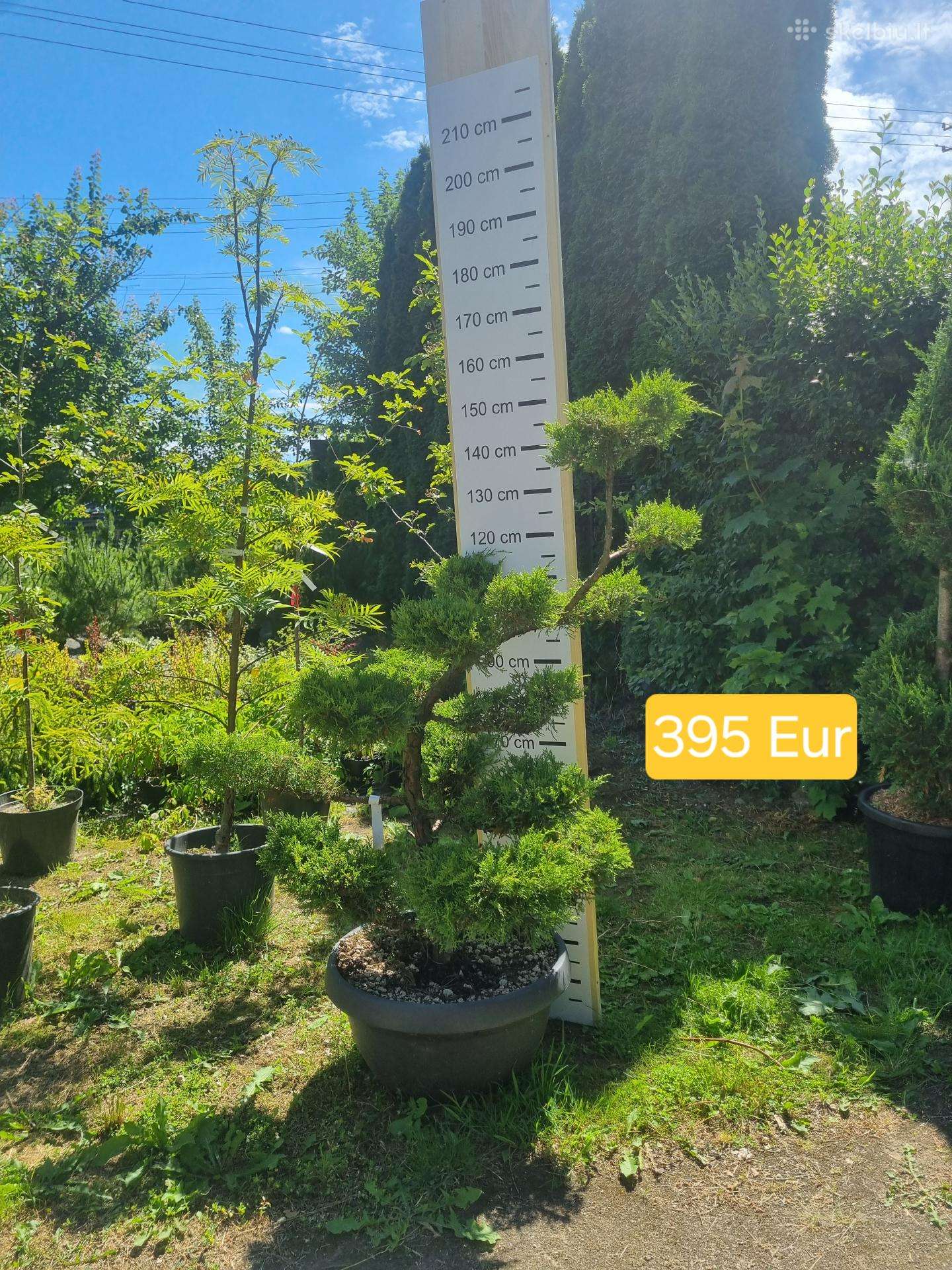 Įvairūs dekoratyviniai augalai Kaune!