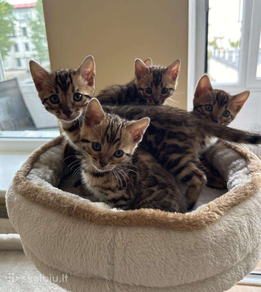 Balticbengals bengalijos kačiukai