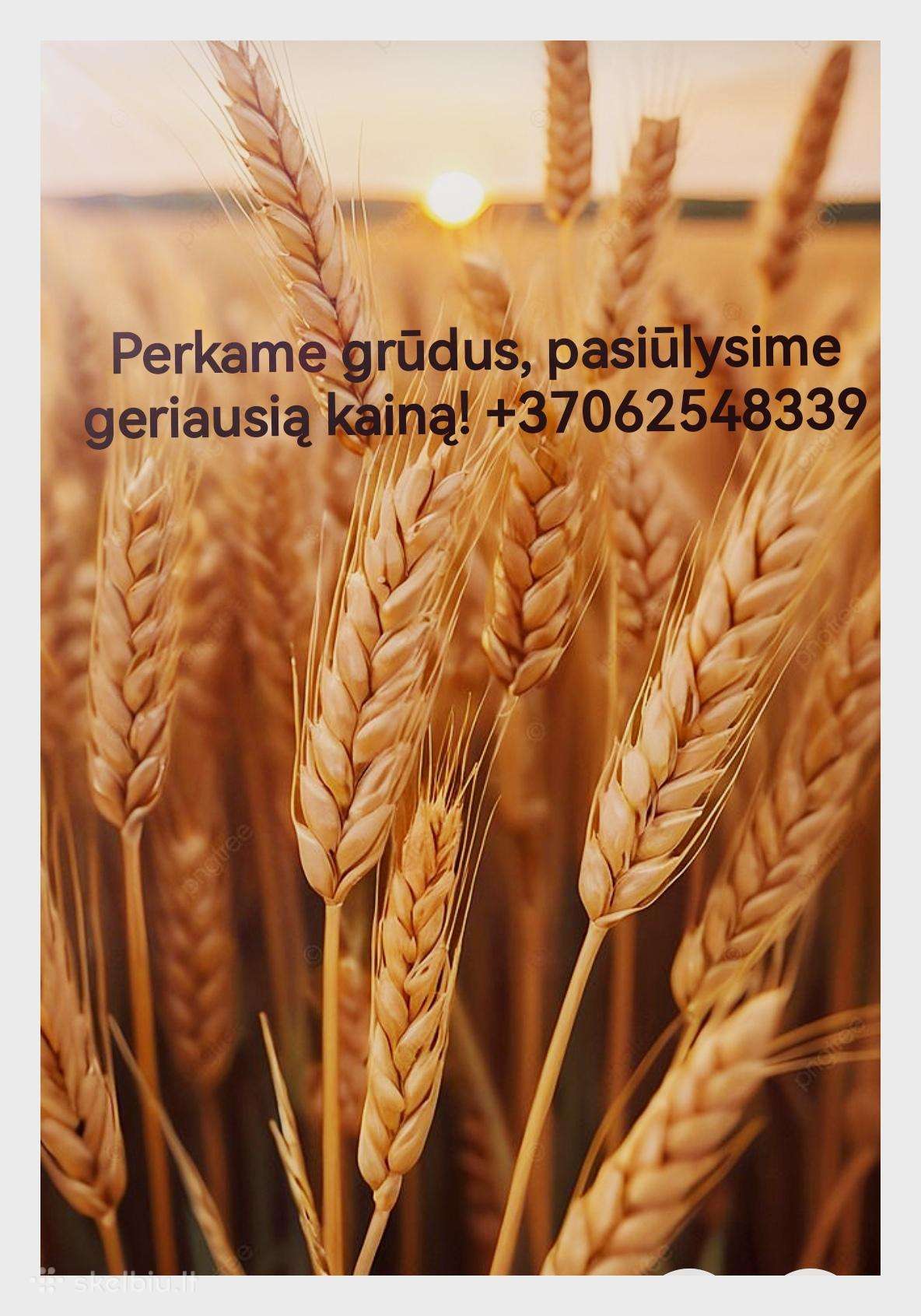 MB "Ryto Agro" – Patikimas Grūdų Supirkimas