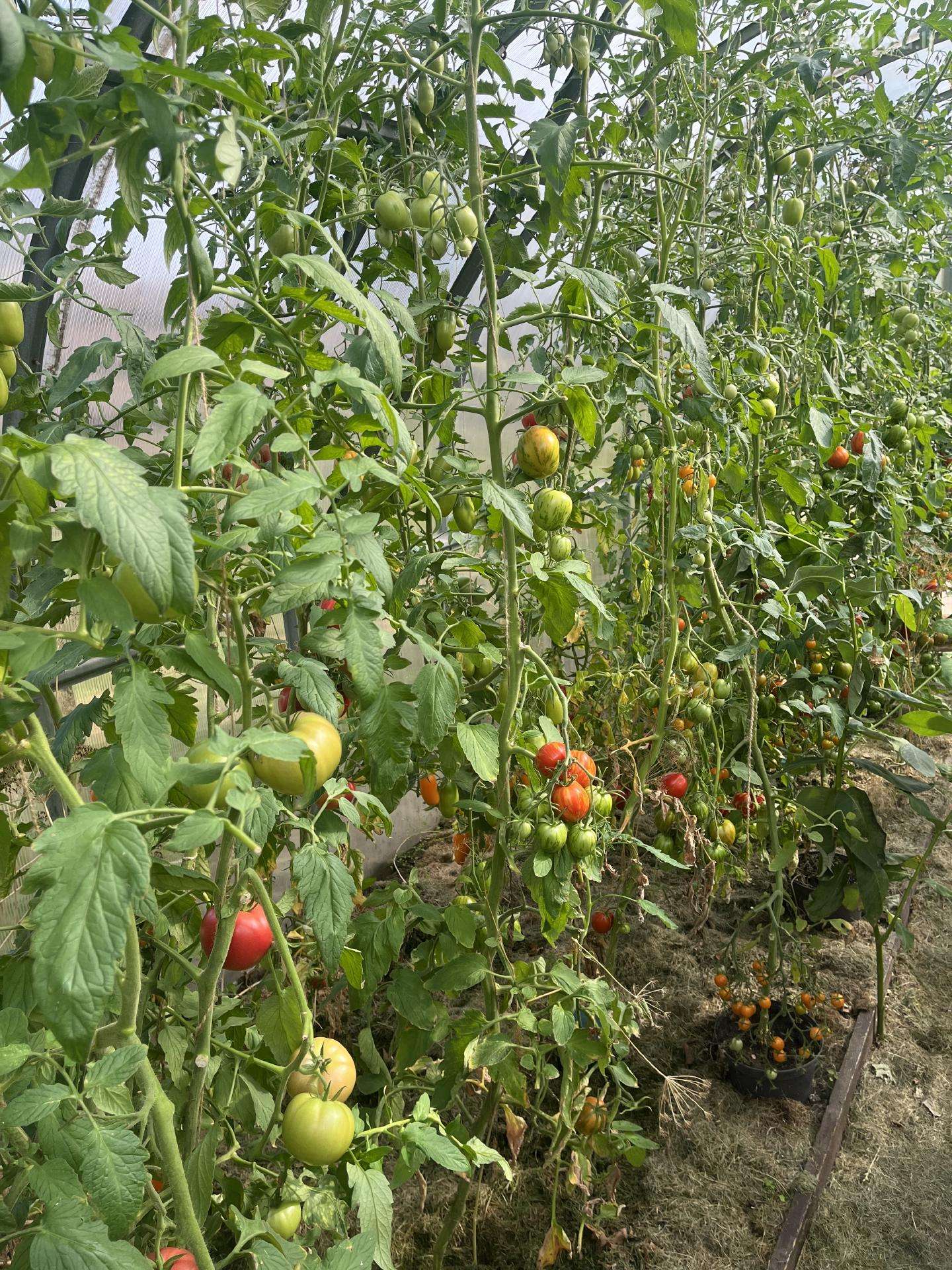 Pomidorai