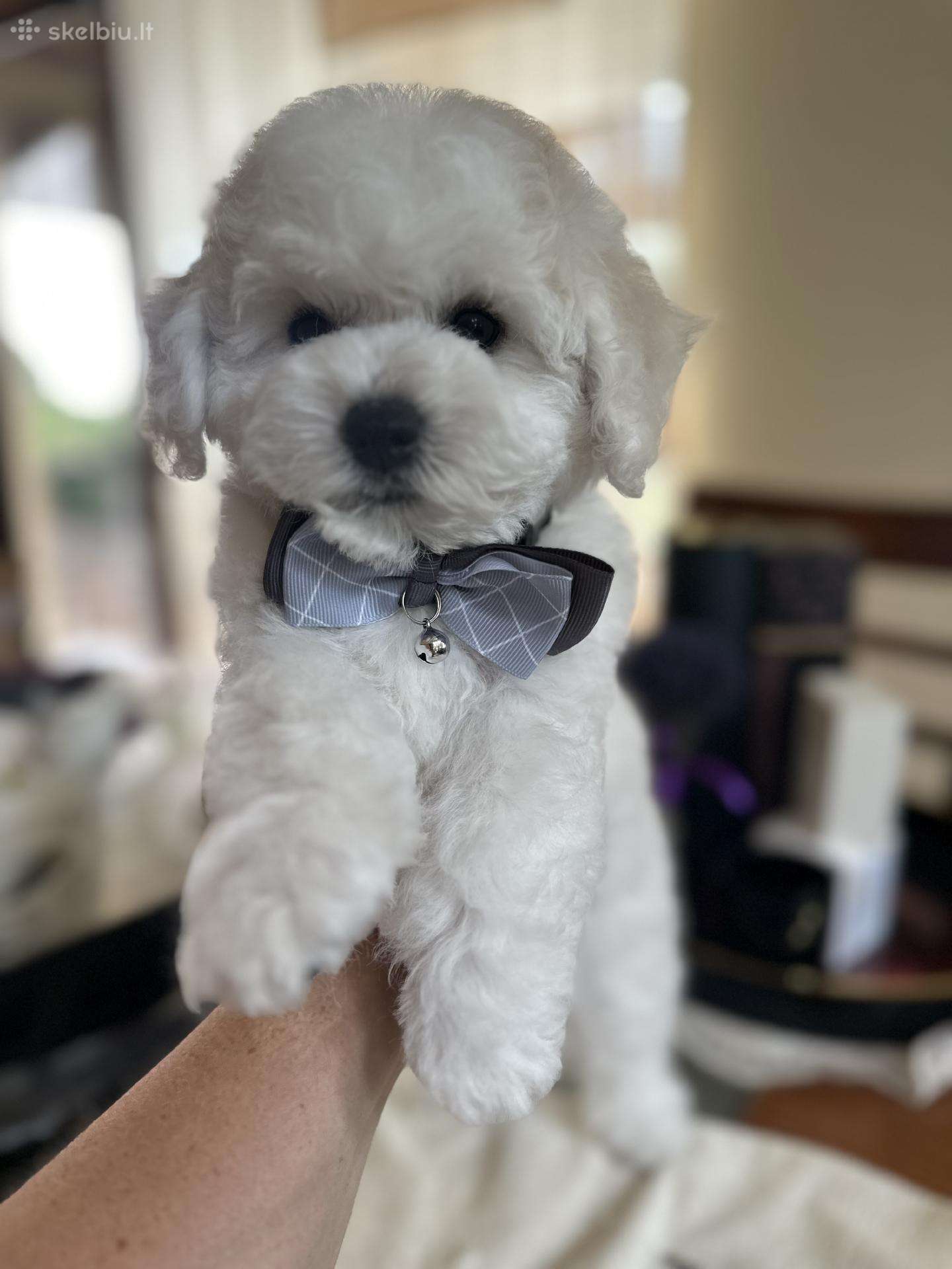 Kilmingi garbanotieji bišonai/ bichon frise