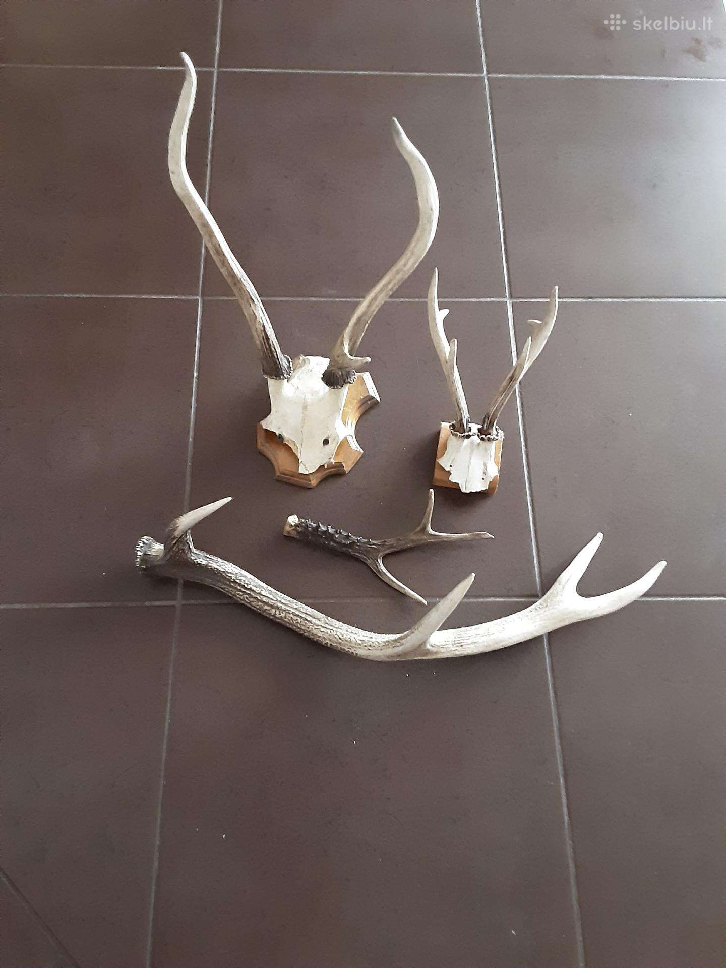 Stirnu ragai