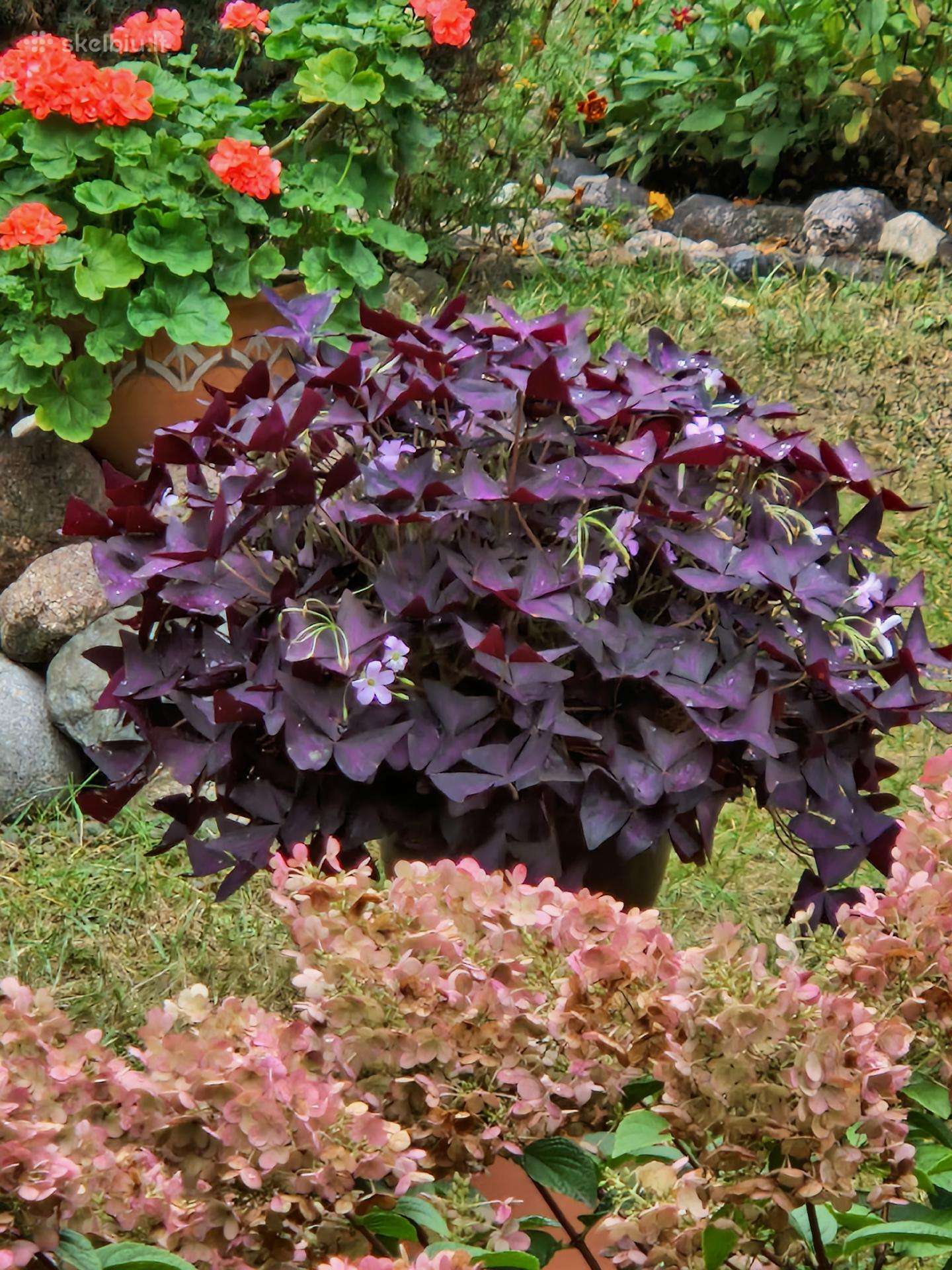 Oxalis