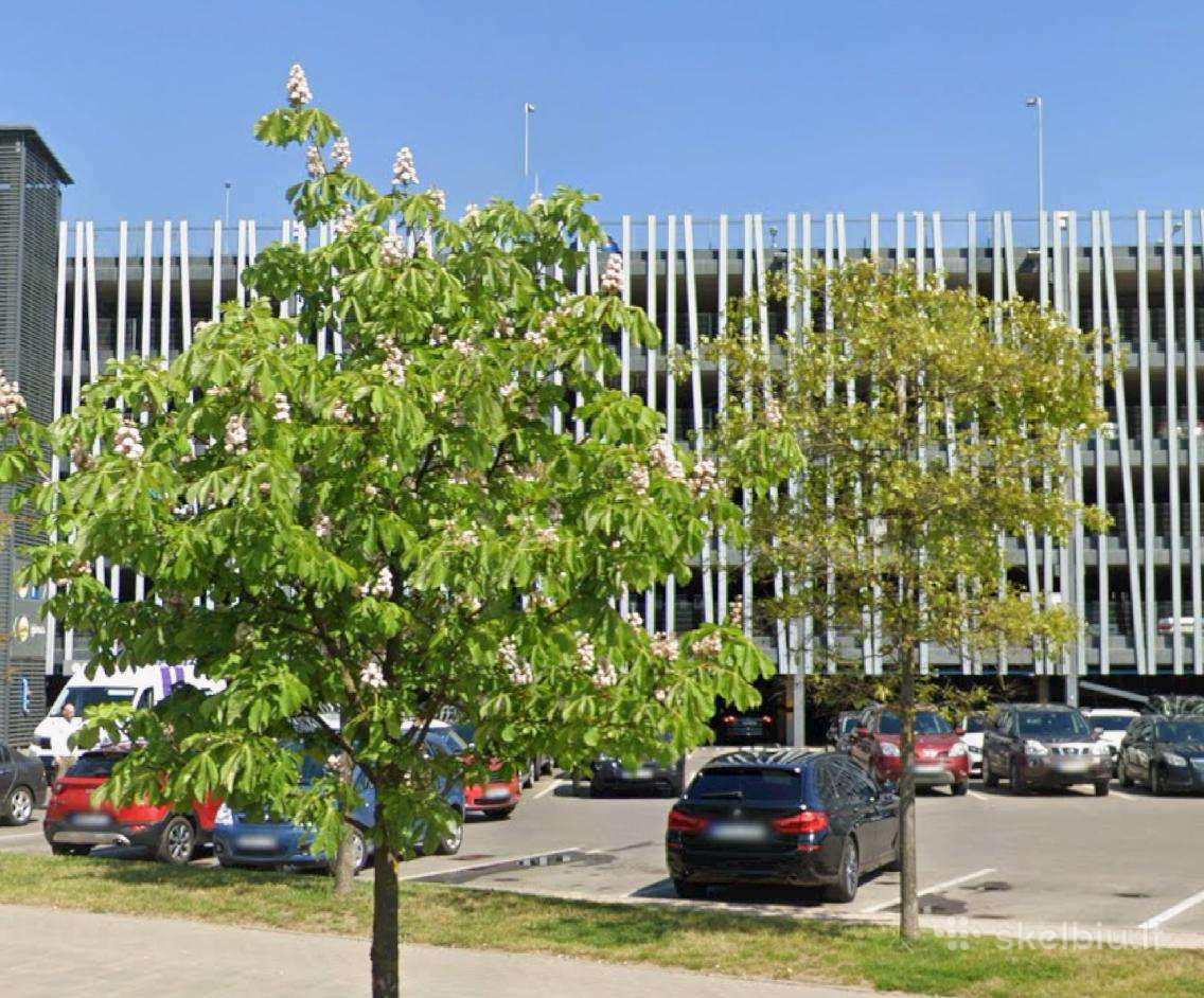 Parkingo nuoma