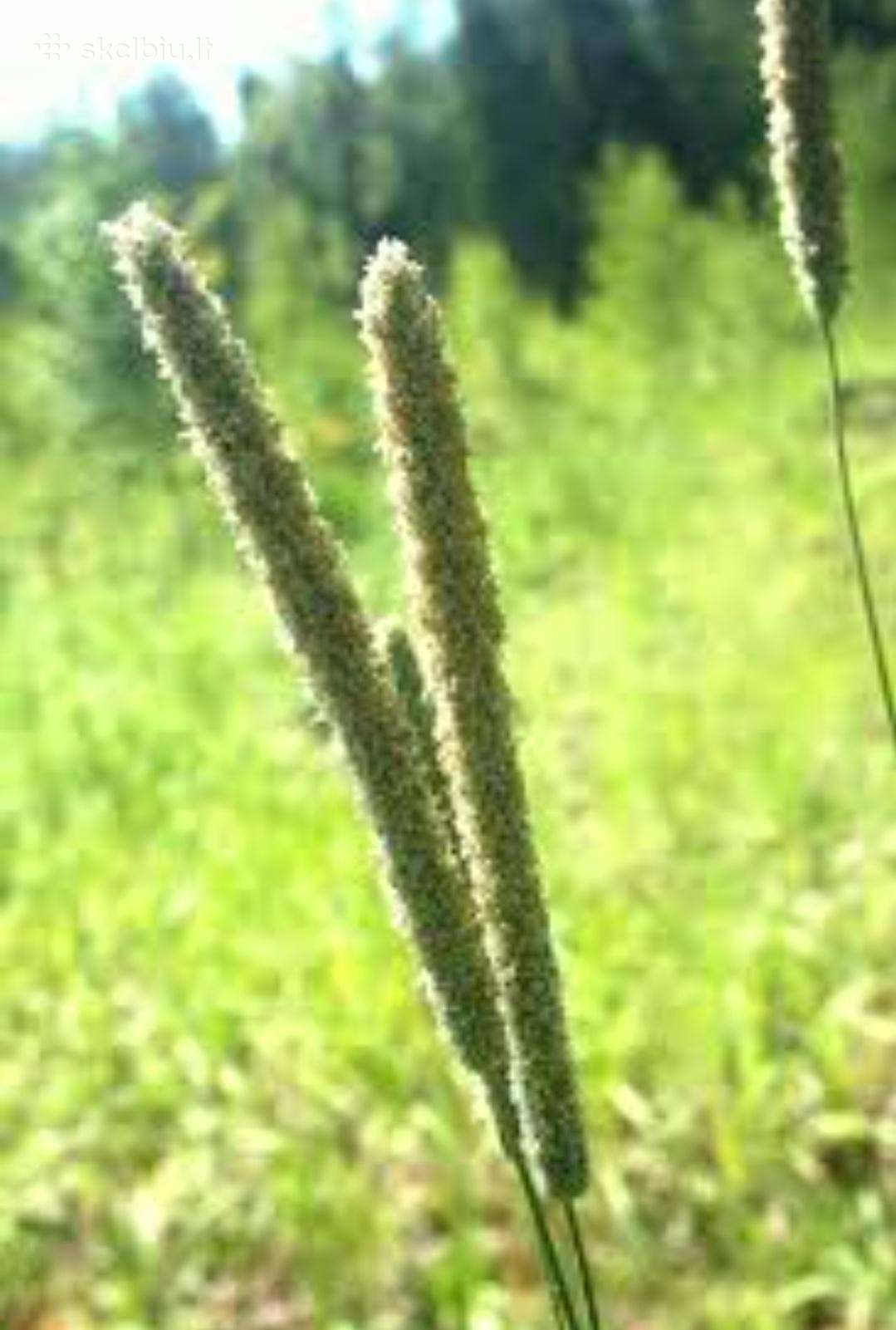 Perkame Motiejukus,dobilus, Eraičinus