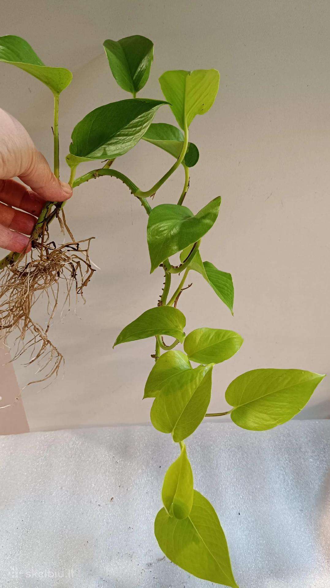 Filodendronai, epipremnum