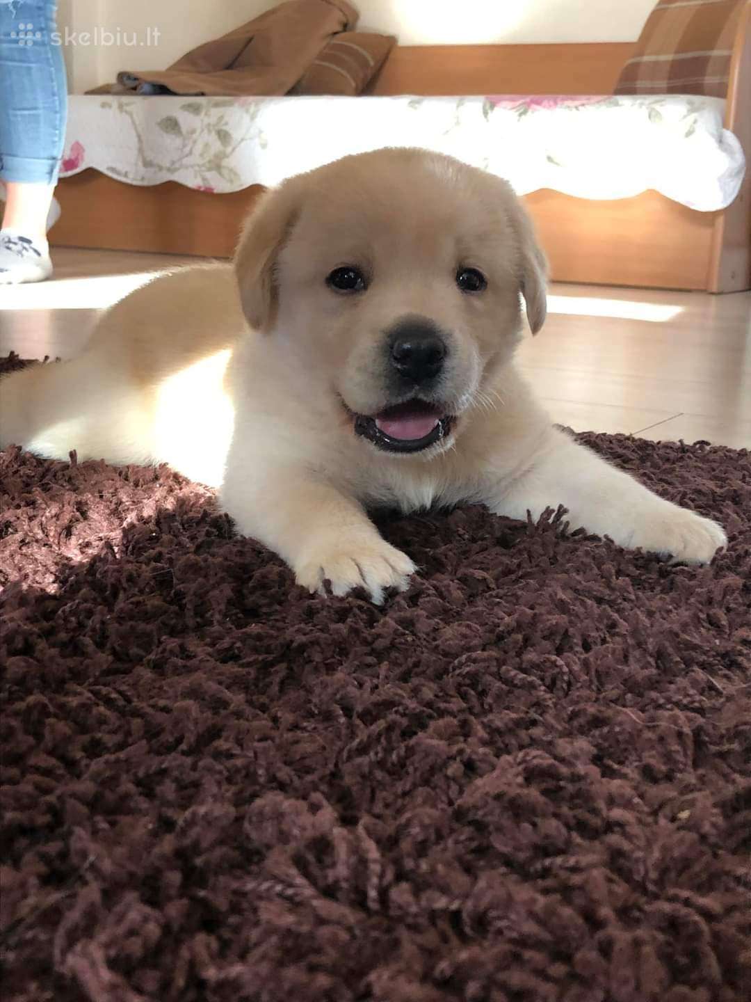 Kilmingi labradoro Retriveriai Angelų Rojus