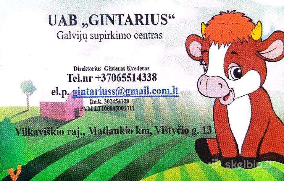 UAB "Gintarius" Jau Perka Galvijus