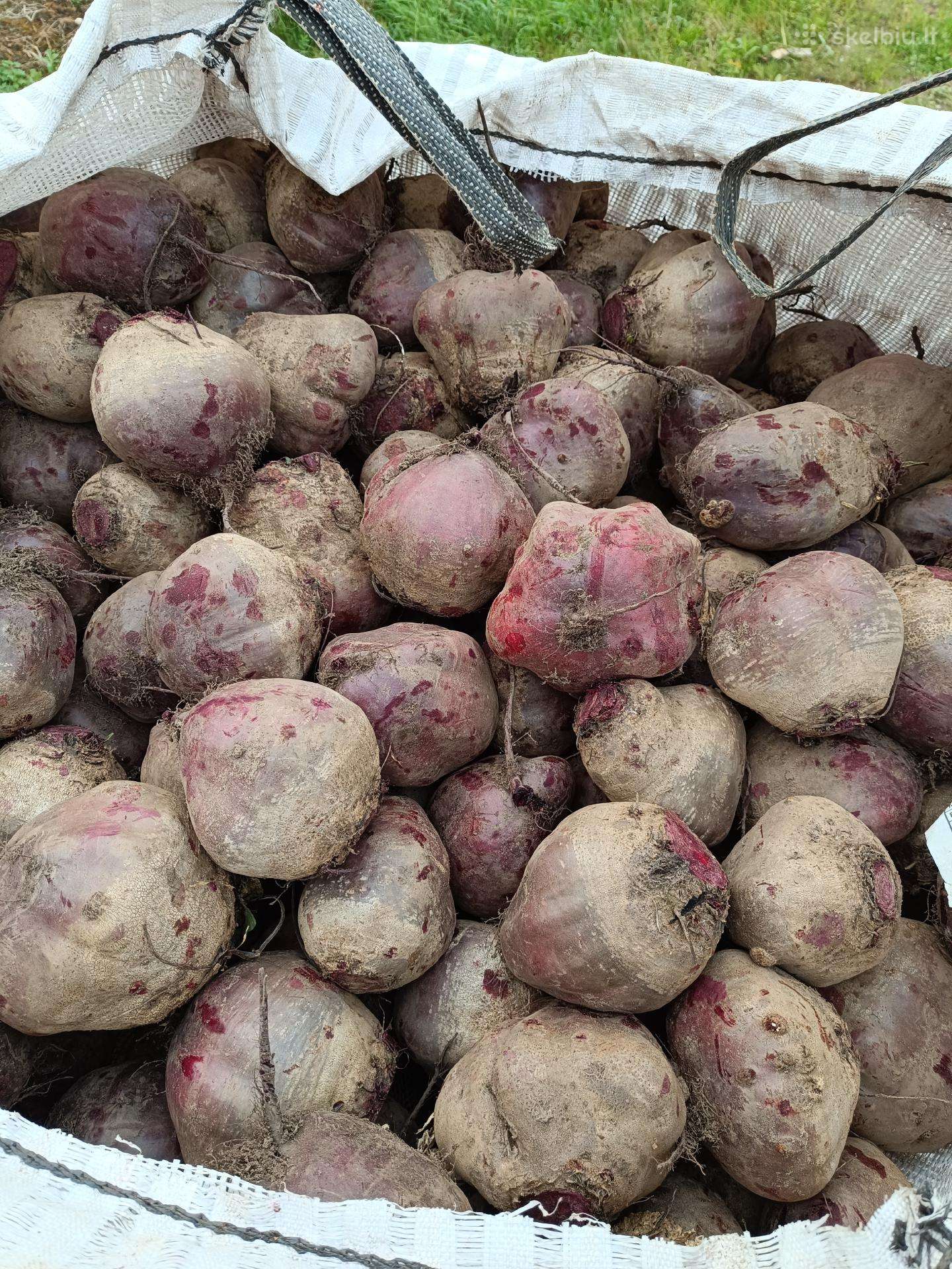 Burokeliai dideli
