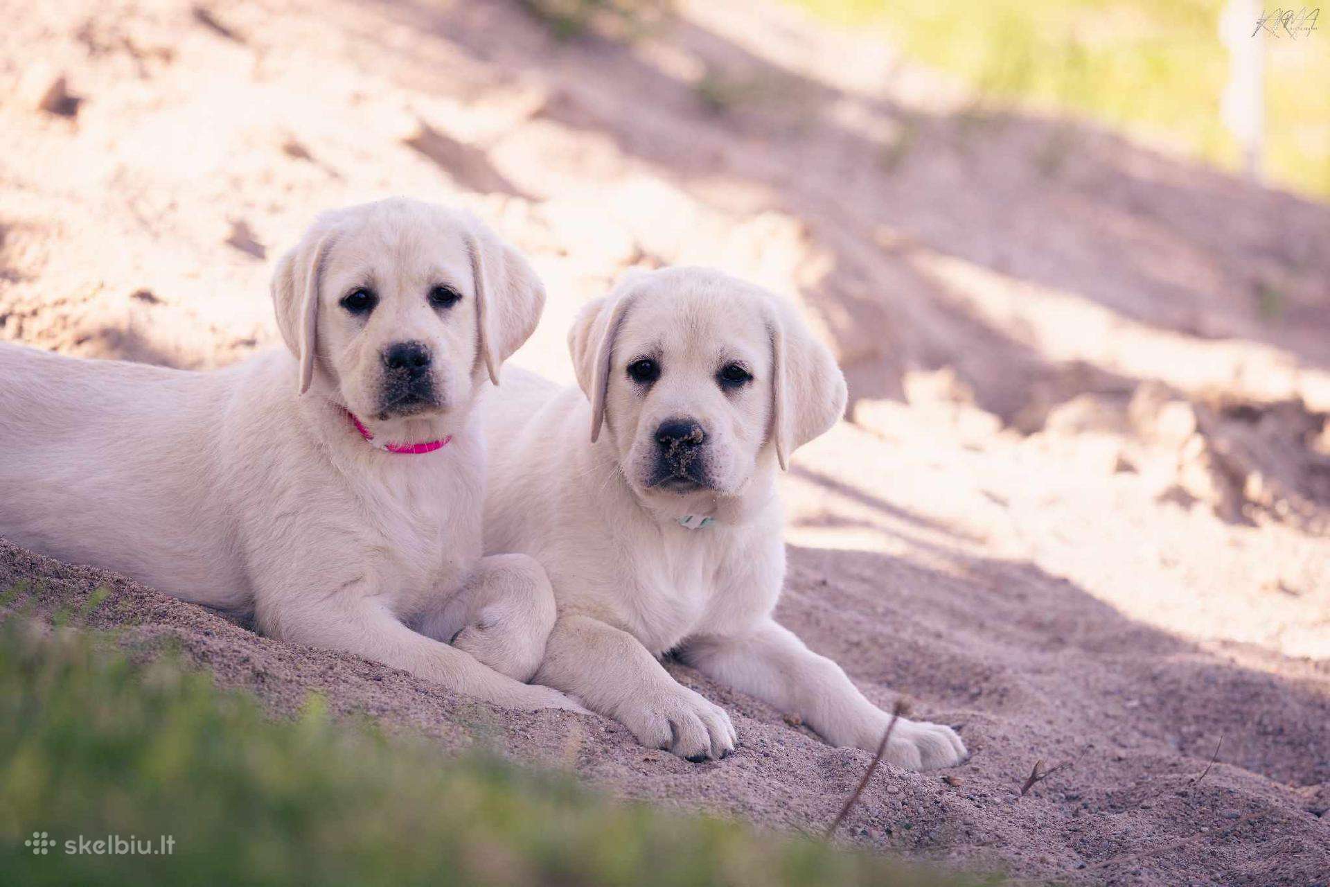 Kilmingi Labradoro Retriveriai Iš Veislyno