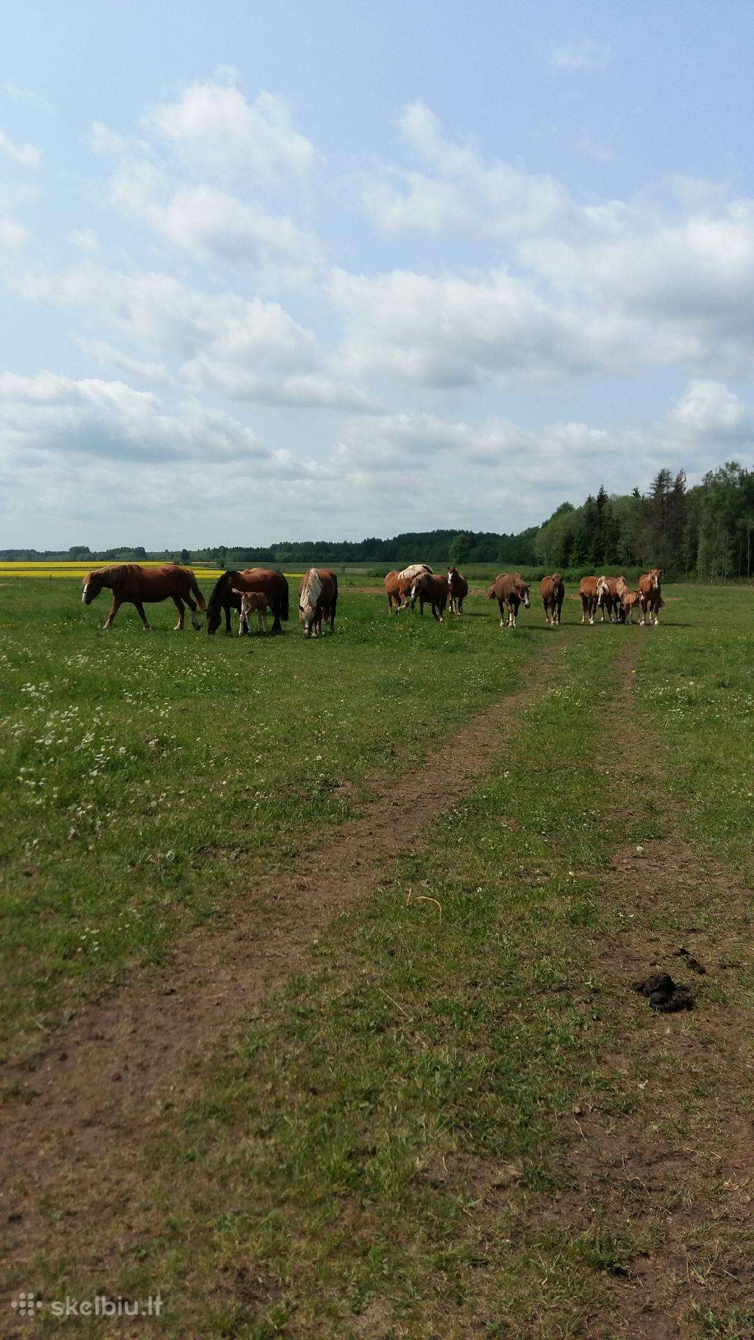 Parduodu Lietuvos sunkiųjų veislės arklius