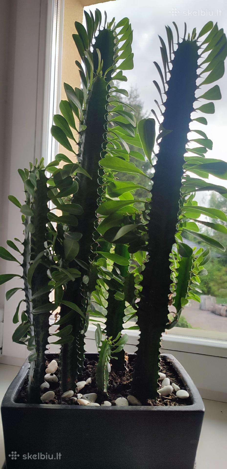 Candelabra kaktusai