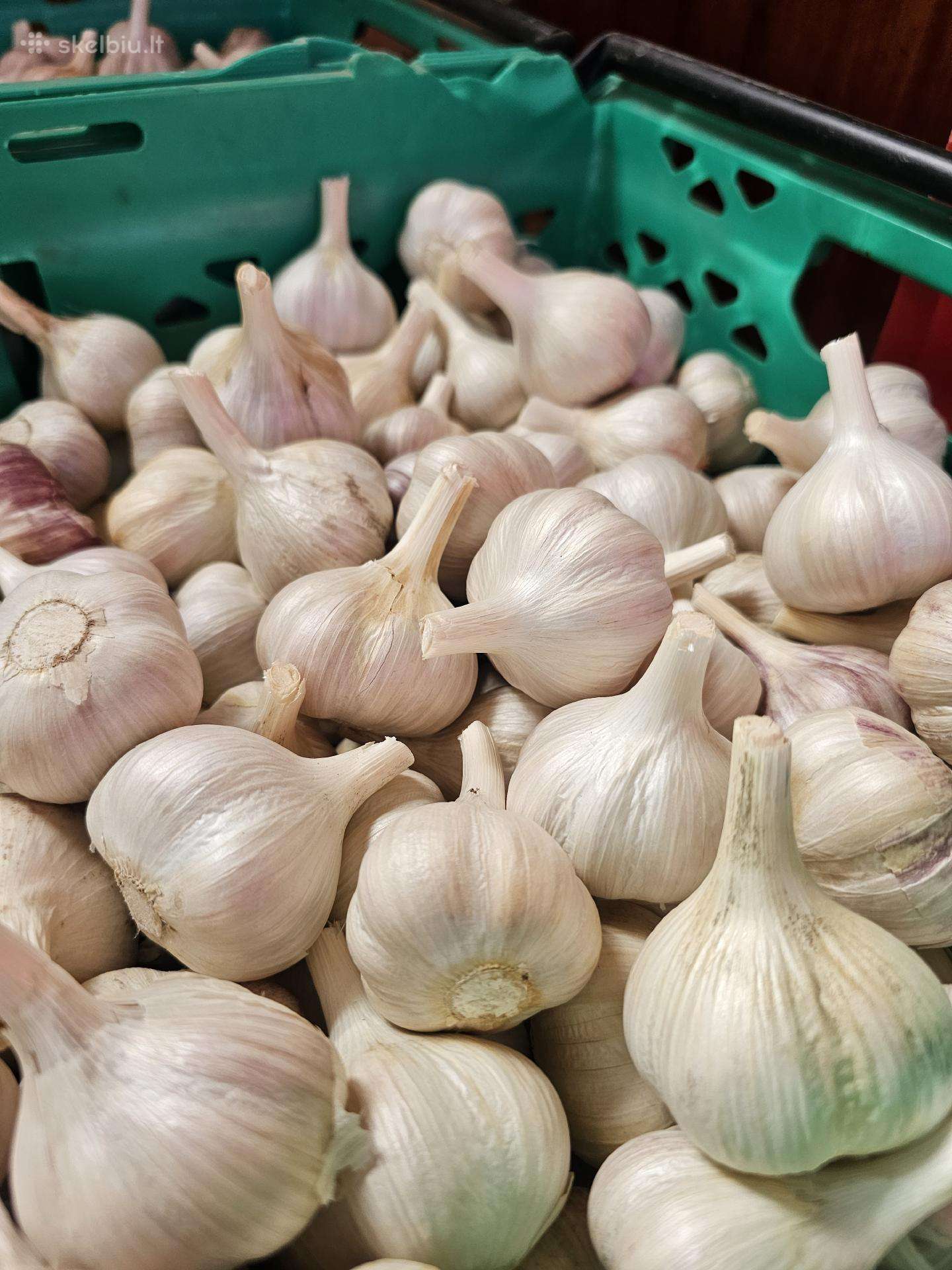 Parduodami ekologiški dideli česnakai