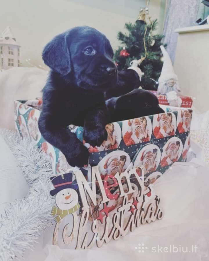 Juodi kilmingi labradoro Retriveriai Angelų Rojus
