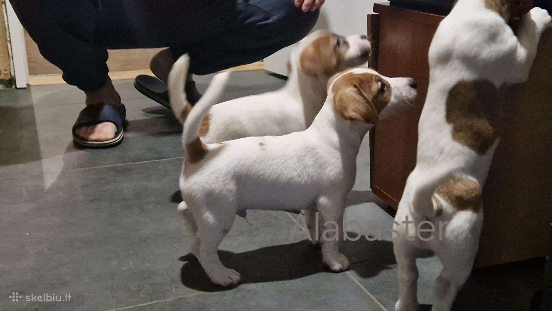 Jack Russell Terrier vada