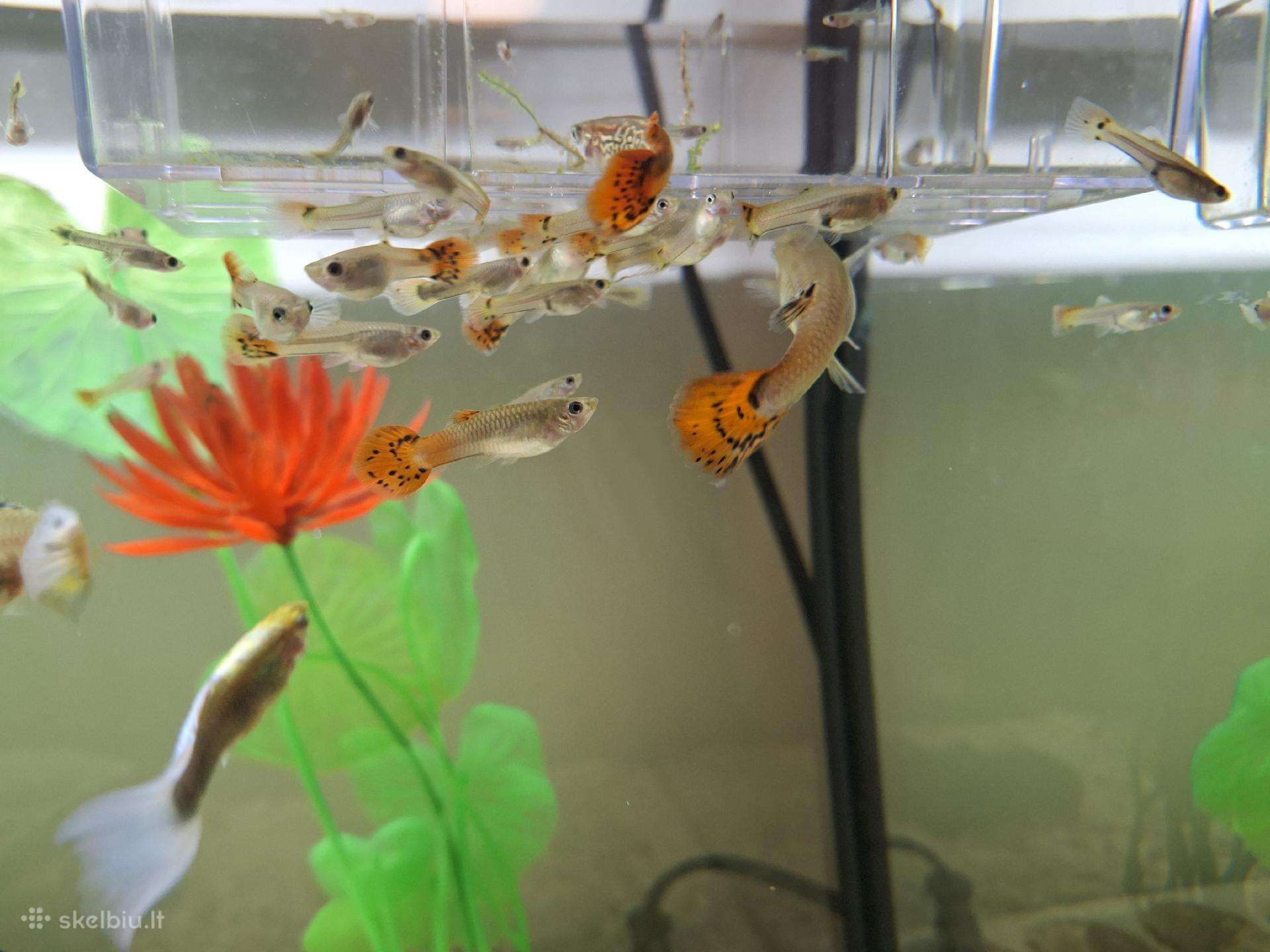 Akvariumo žuvytes Gupijos