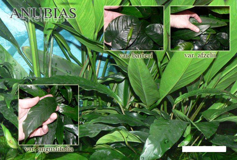 Anubias var. angustifolia
