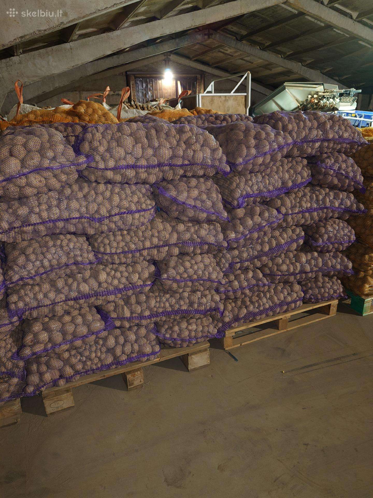 Pašarinės (nekondicinės) bulvės 0,08eur/kg