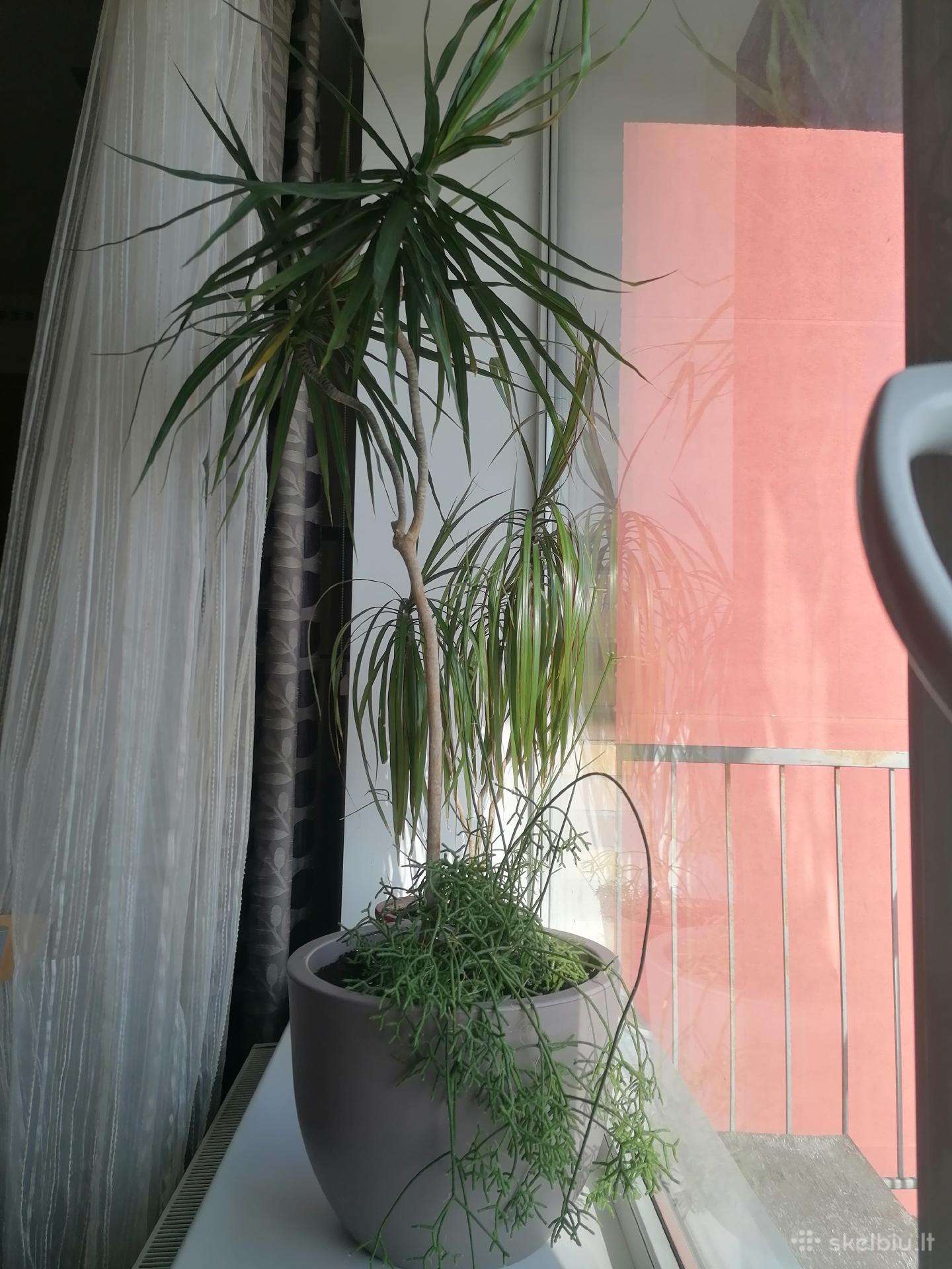 Dracena su vazonu