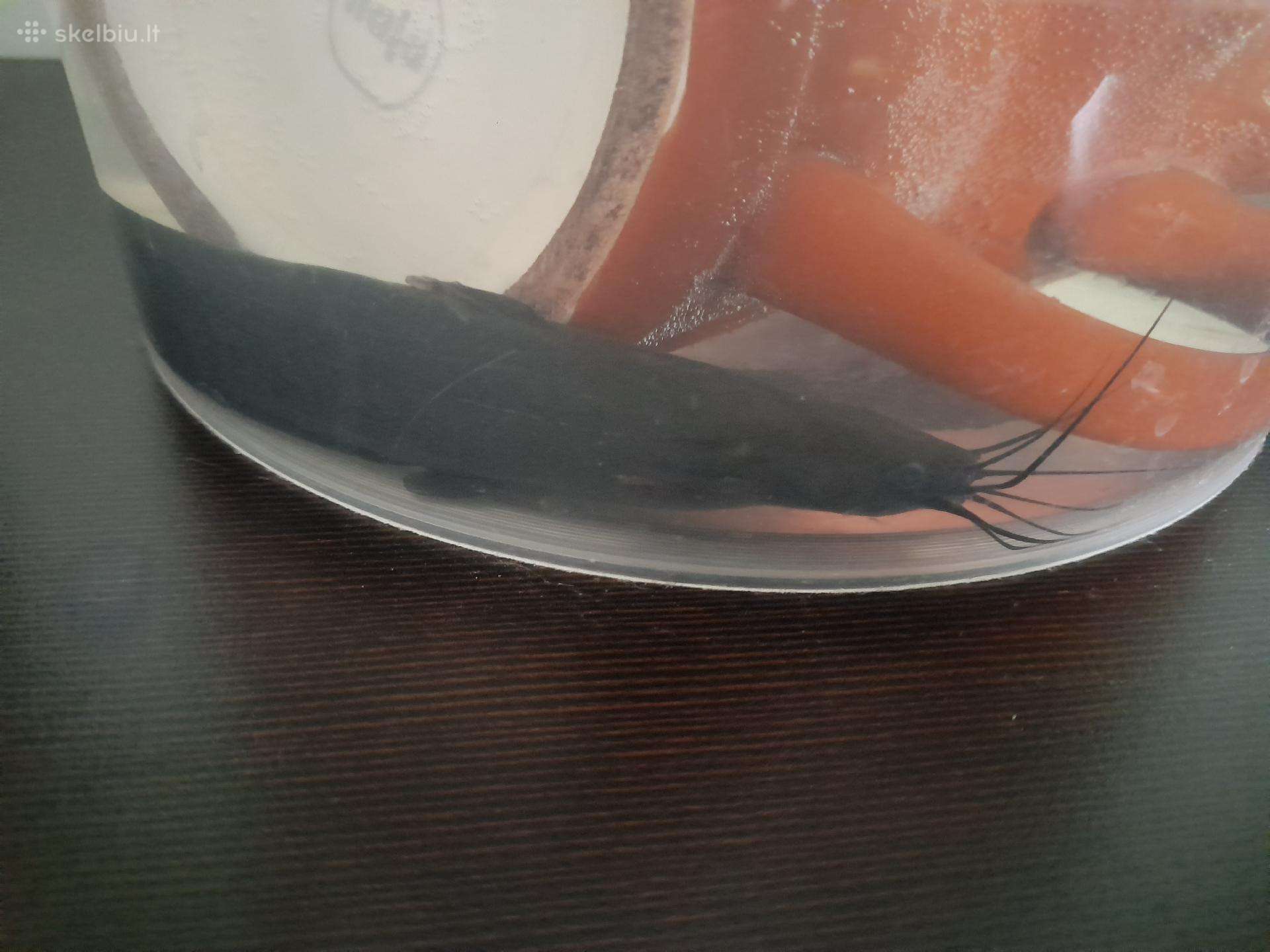 Akvariuminis šamas