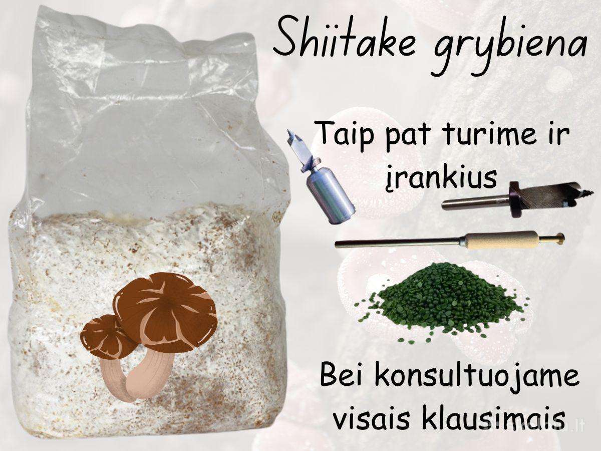 Shiitake grybiena ant pjuvenų ar kaištelių