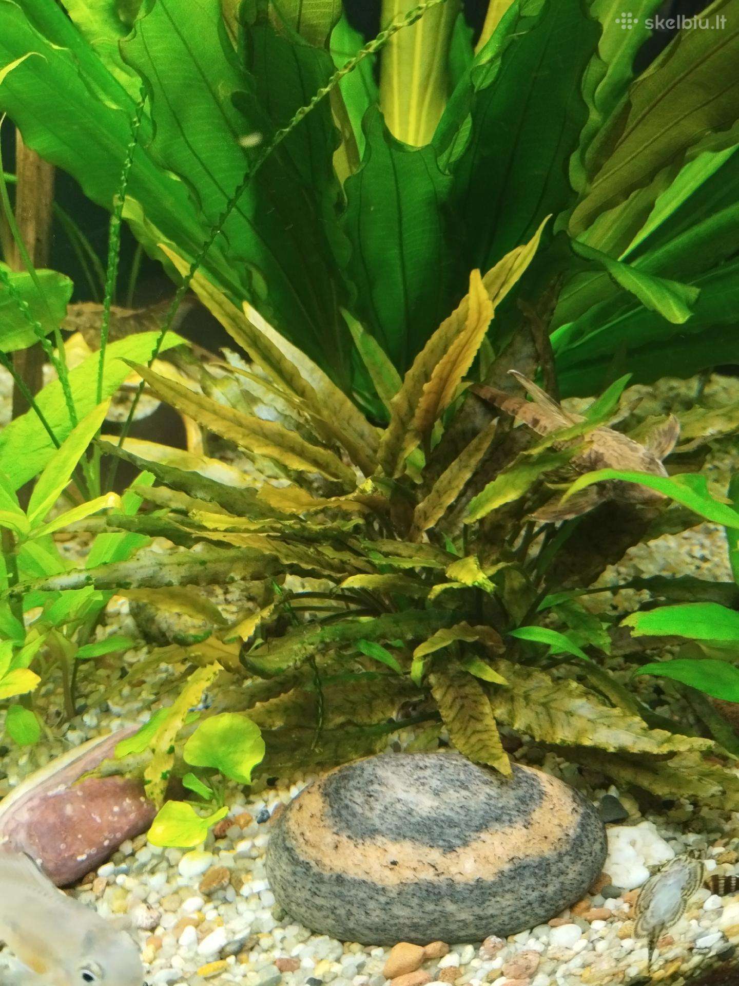 Akvariumo augalai