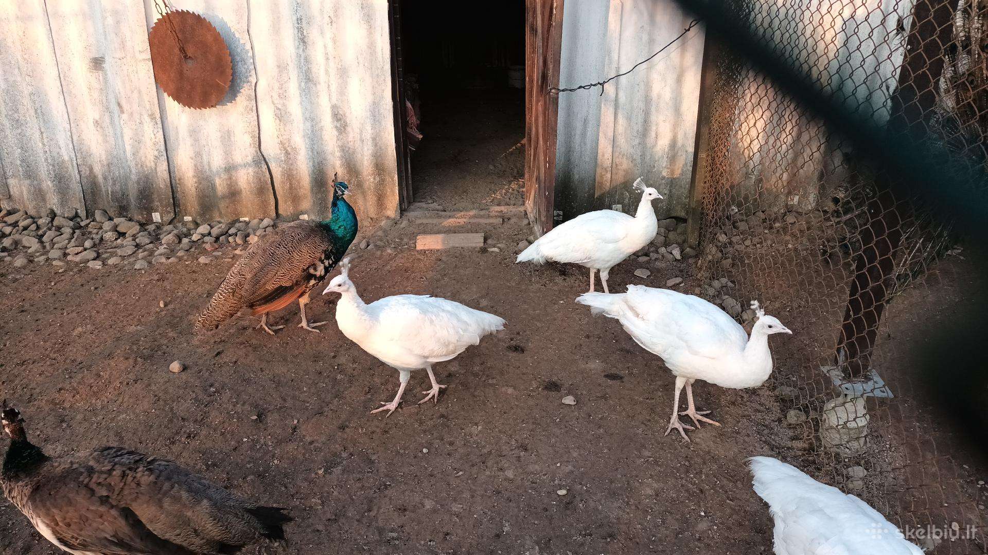 Povai ,Bentaminiai kochinchinai