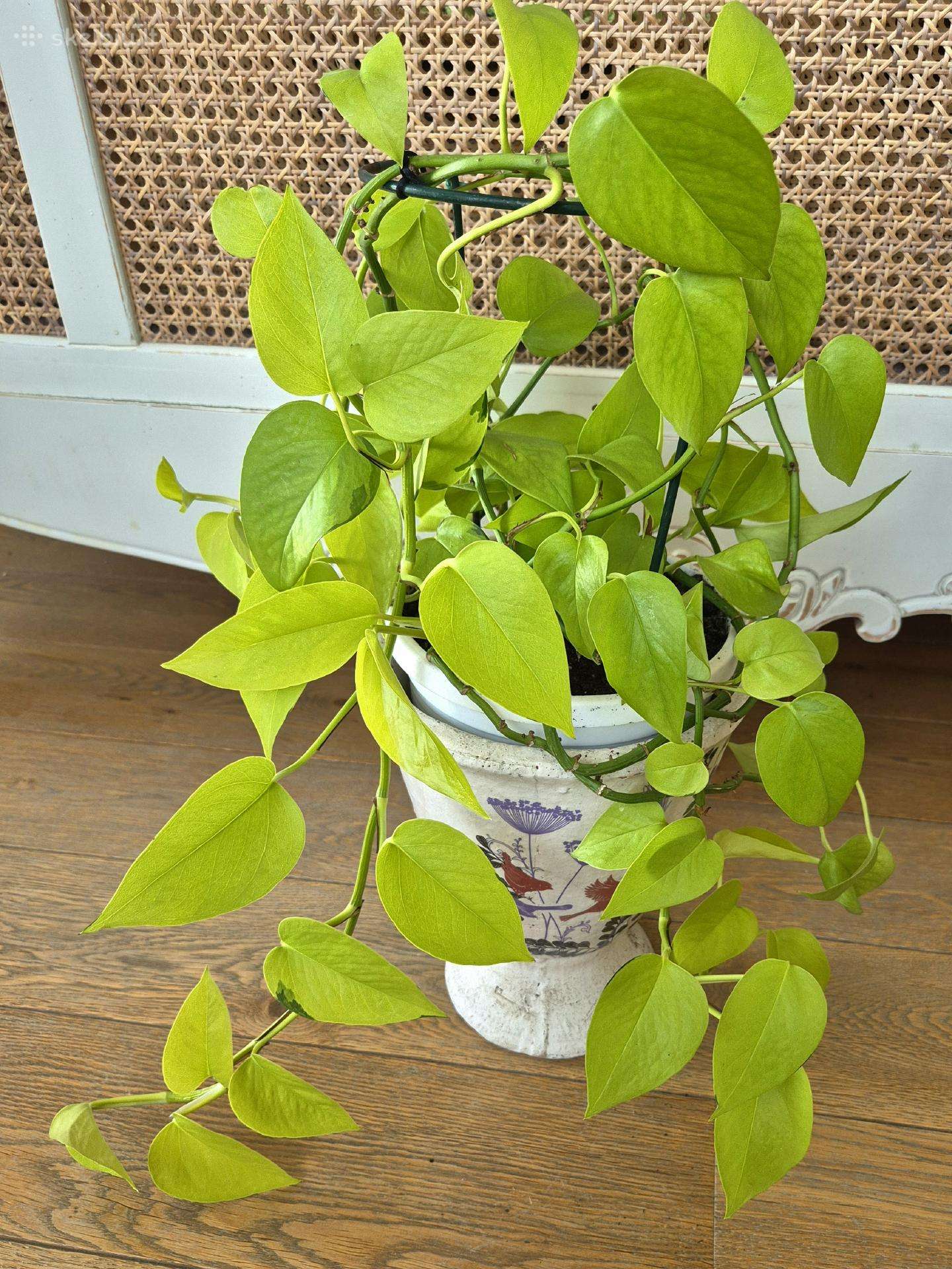 Kambarinė gėlė "Epipremnum Neon".