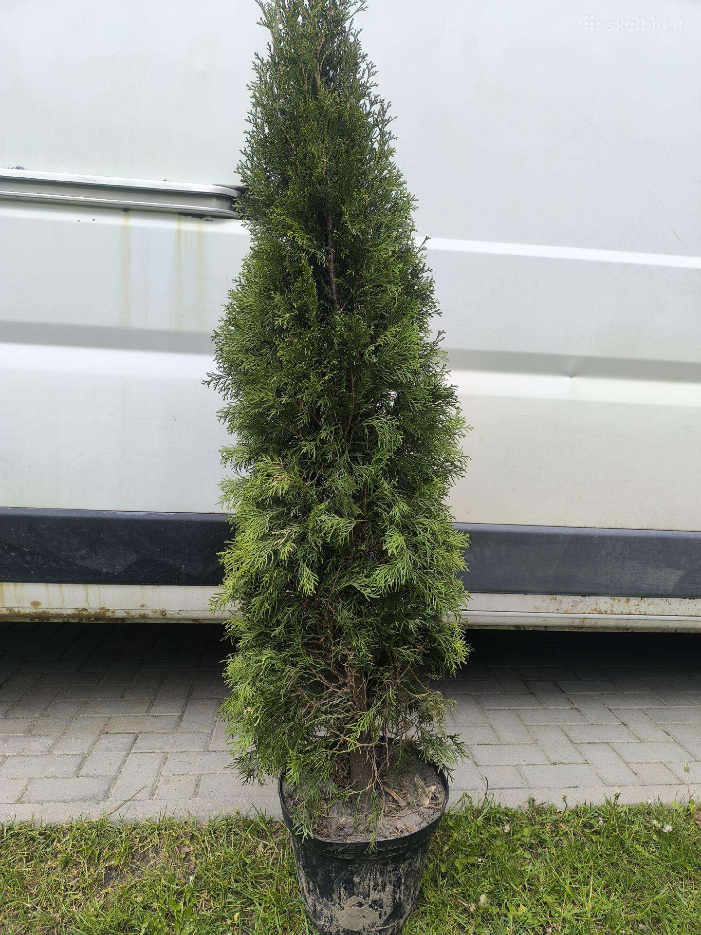 Smaragd tujos pigiau