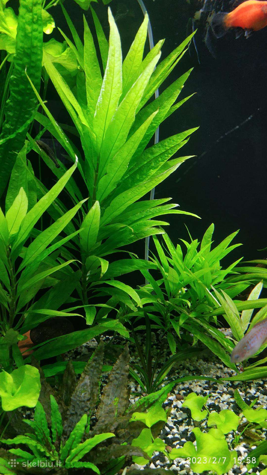 Akvariumo augalai