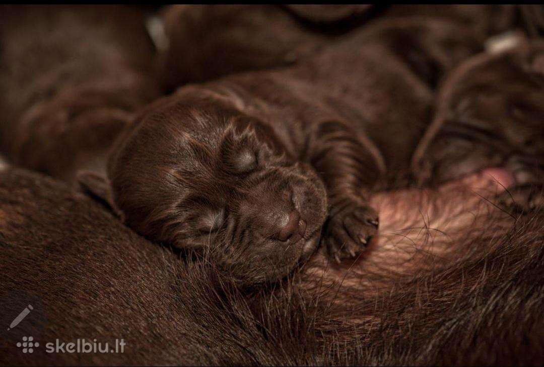 Labradoro Retriveriai Šokoladinės spalvos