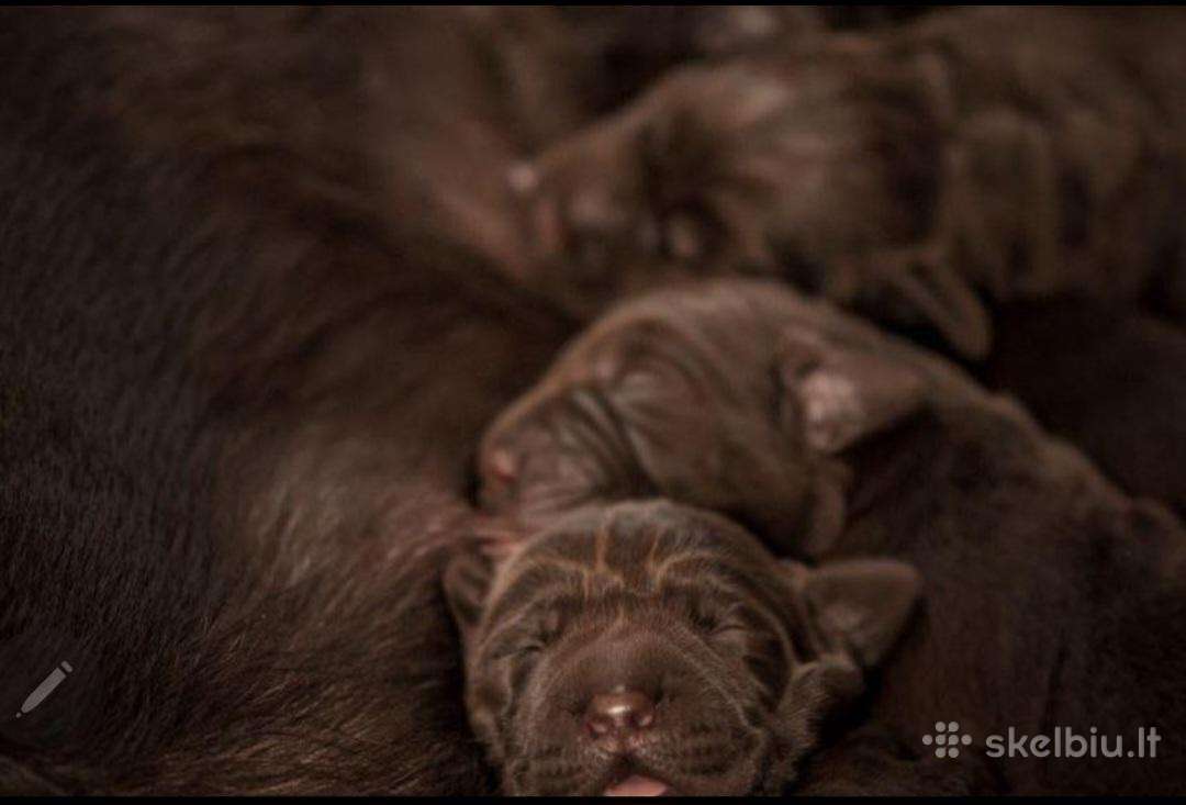 Labradoro Retriveriai Šokoladinės spalvos