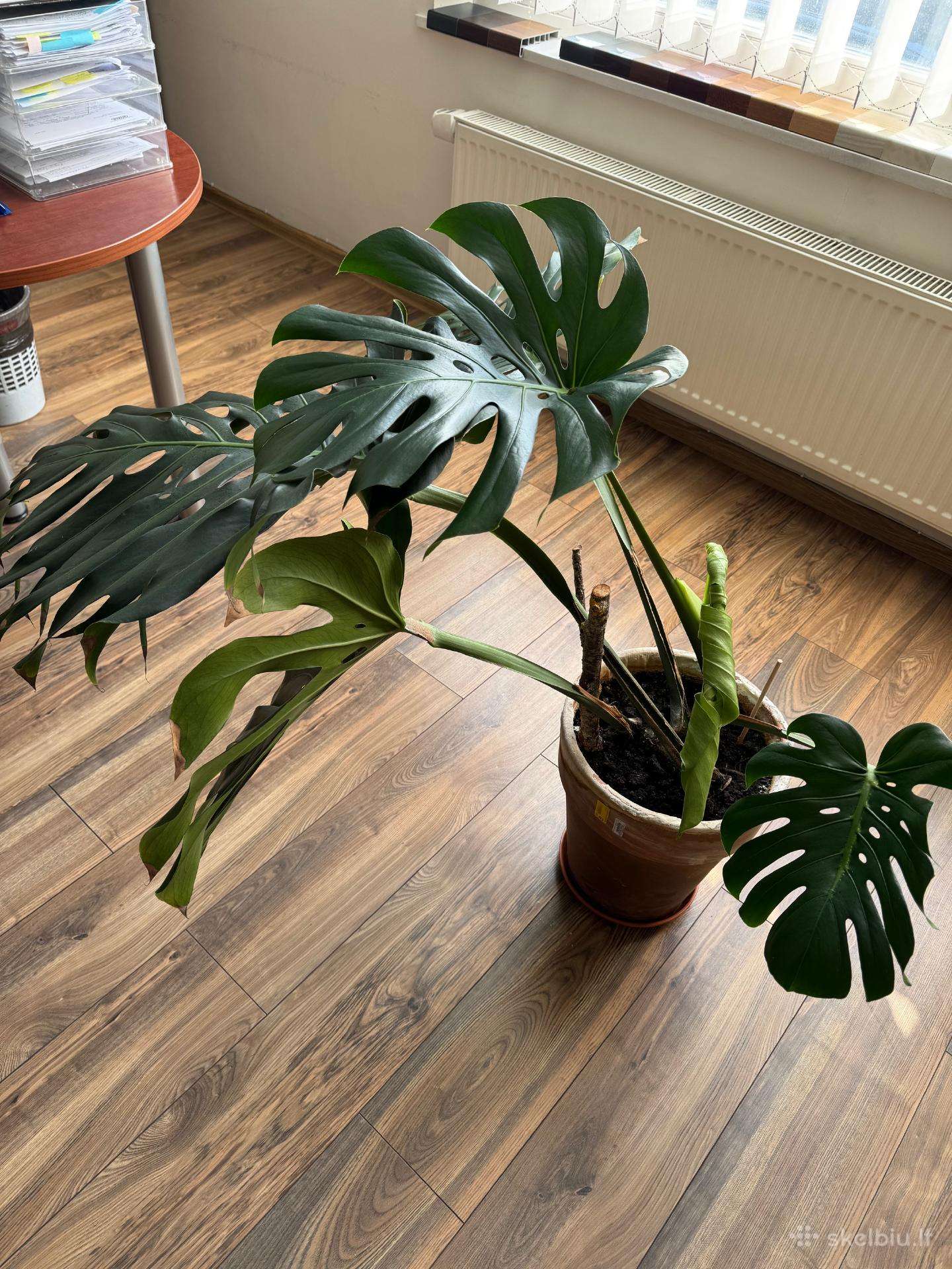 Kambarinė gėlė Monstera 45 Eur