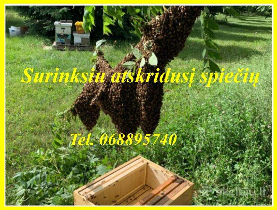 Dovanojamo spiečiaus ieškau/ surinksiu išsivešiu