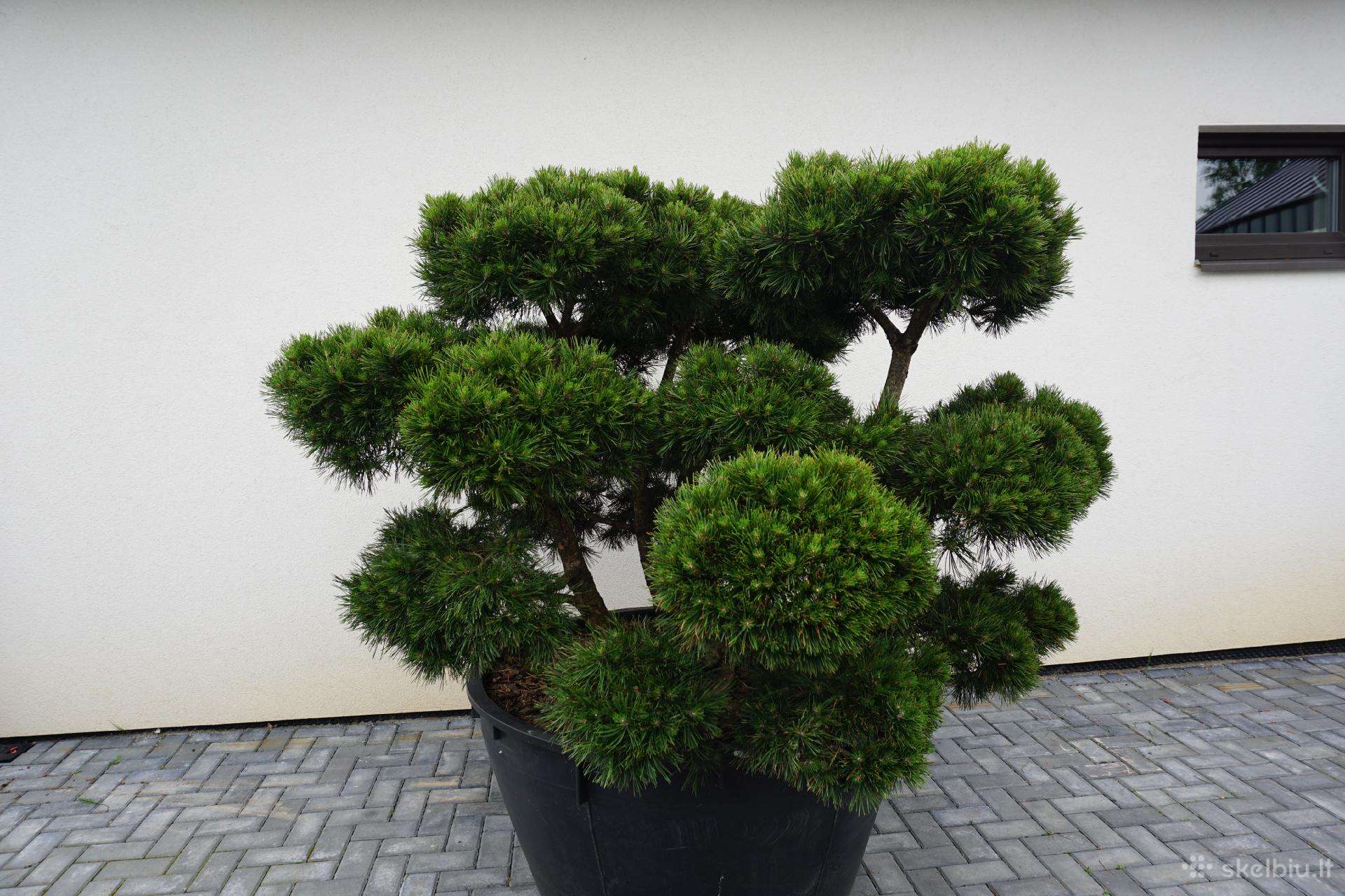 Pinus Mugo Gnom kalninė pušis - Bonsai