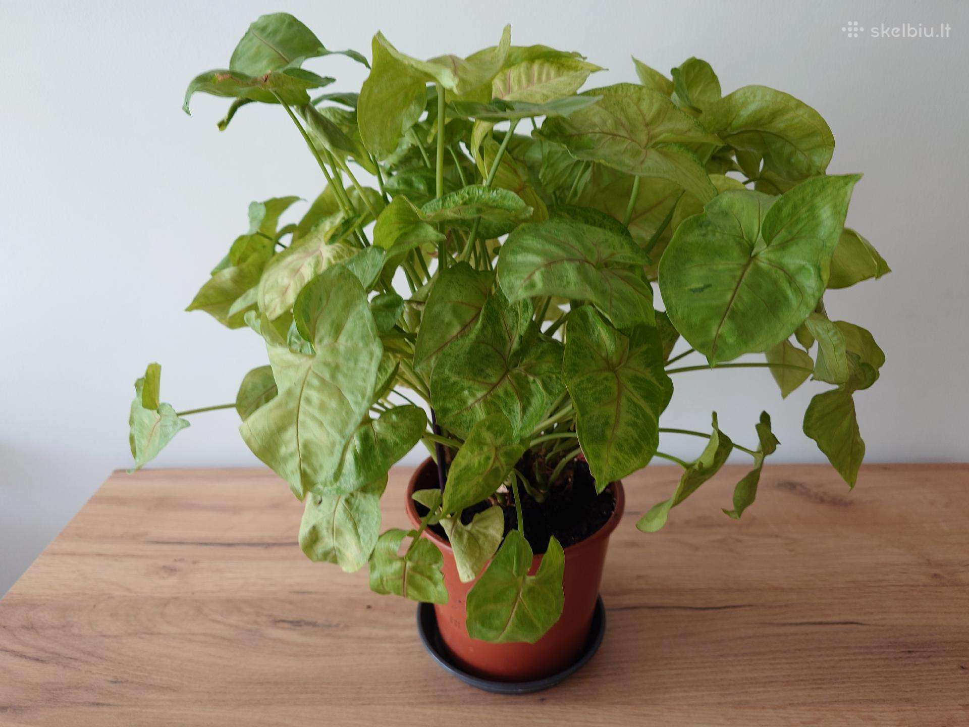 Kambarinė gėlė Syngonium
