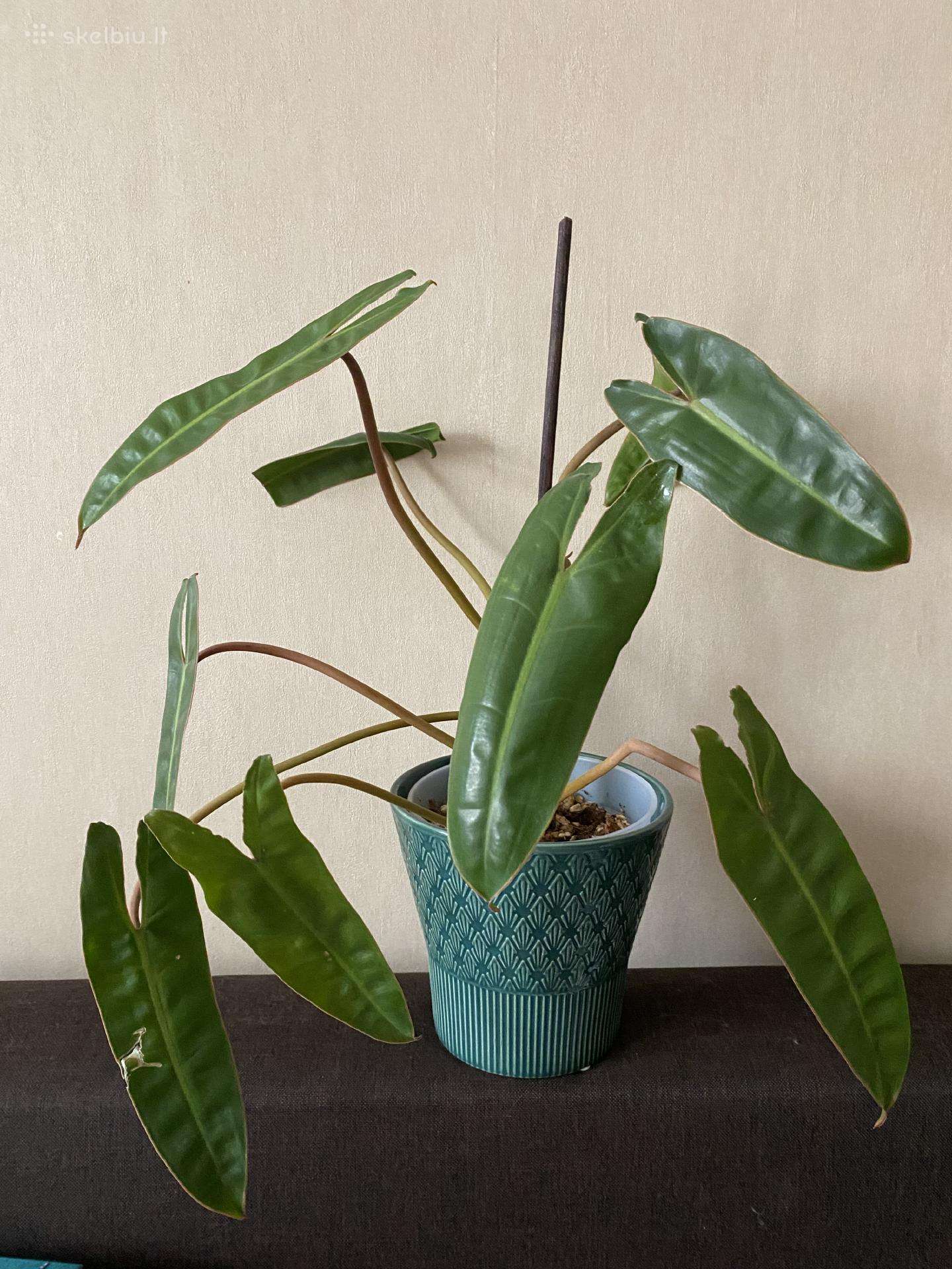 Philodendron billietiae