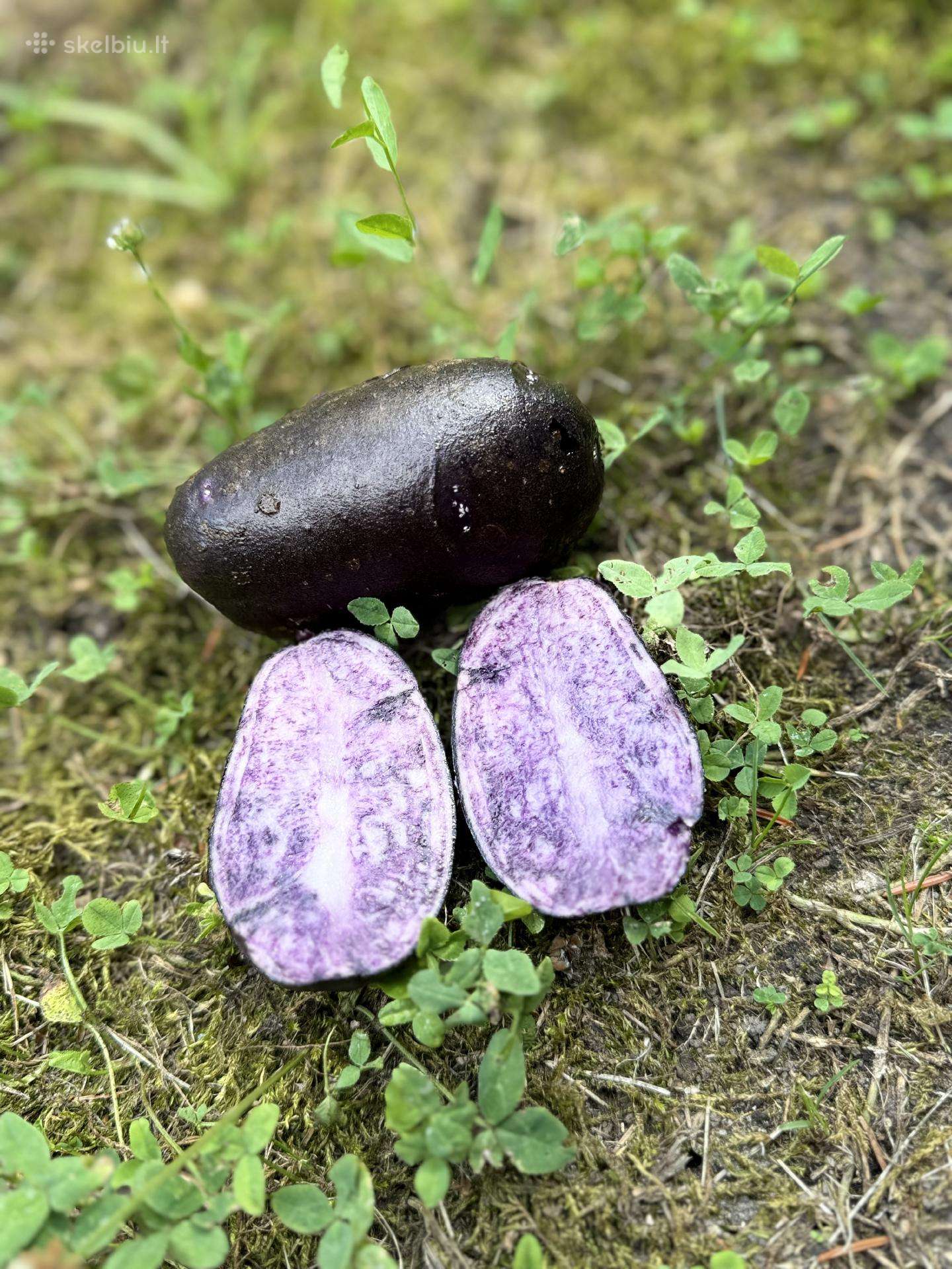 Egzotinės bulvės Blue Star,mulberry Beauty