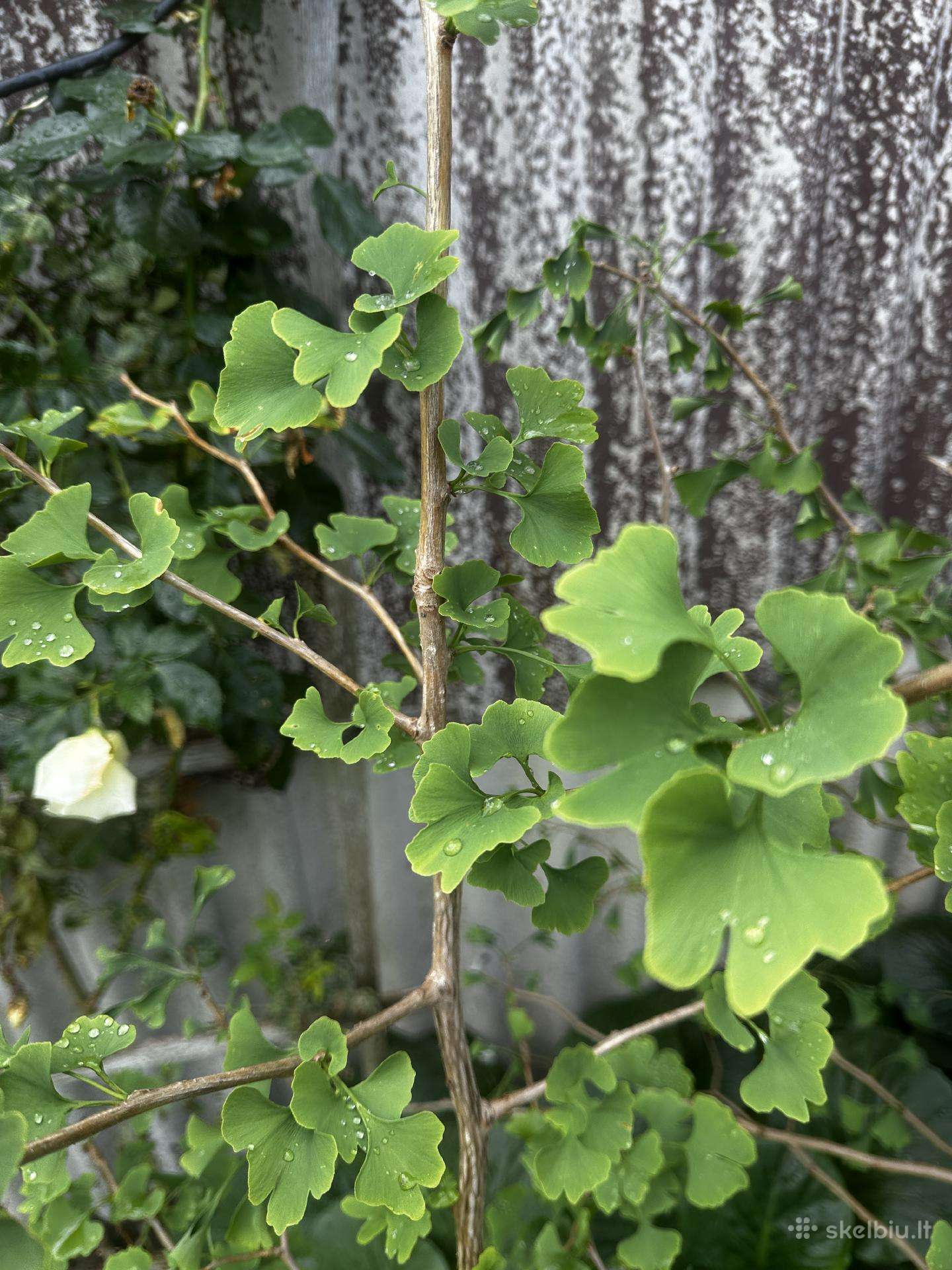 Parduodami ginkmedžių sodinukai