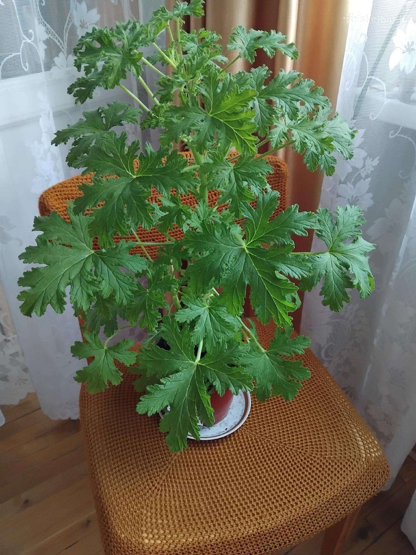 Jeronimas