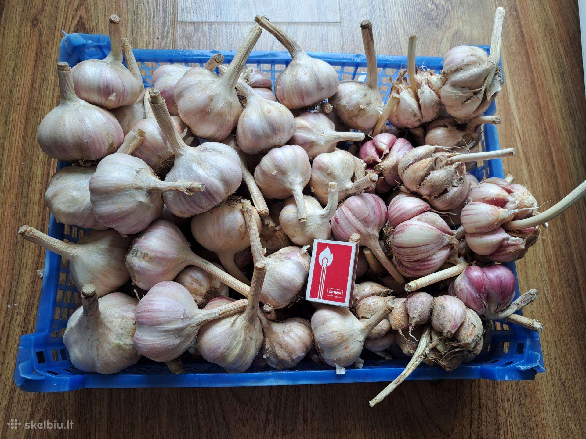 Parduodu žieminius česnakus – mėlynieji, aštrūs.