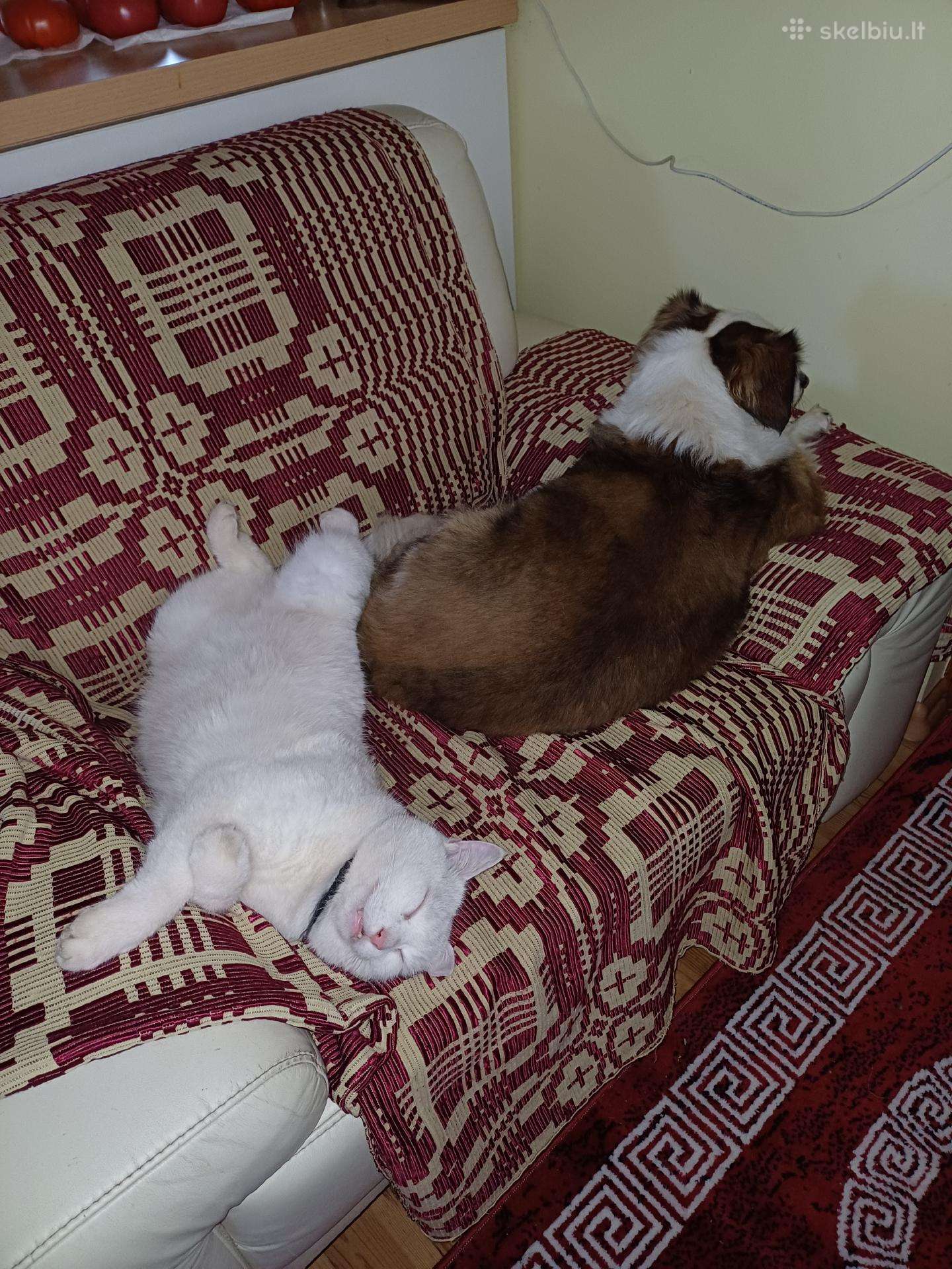 Dingo baltas katinas, varpelis po kaklu