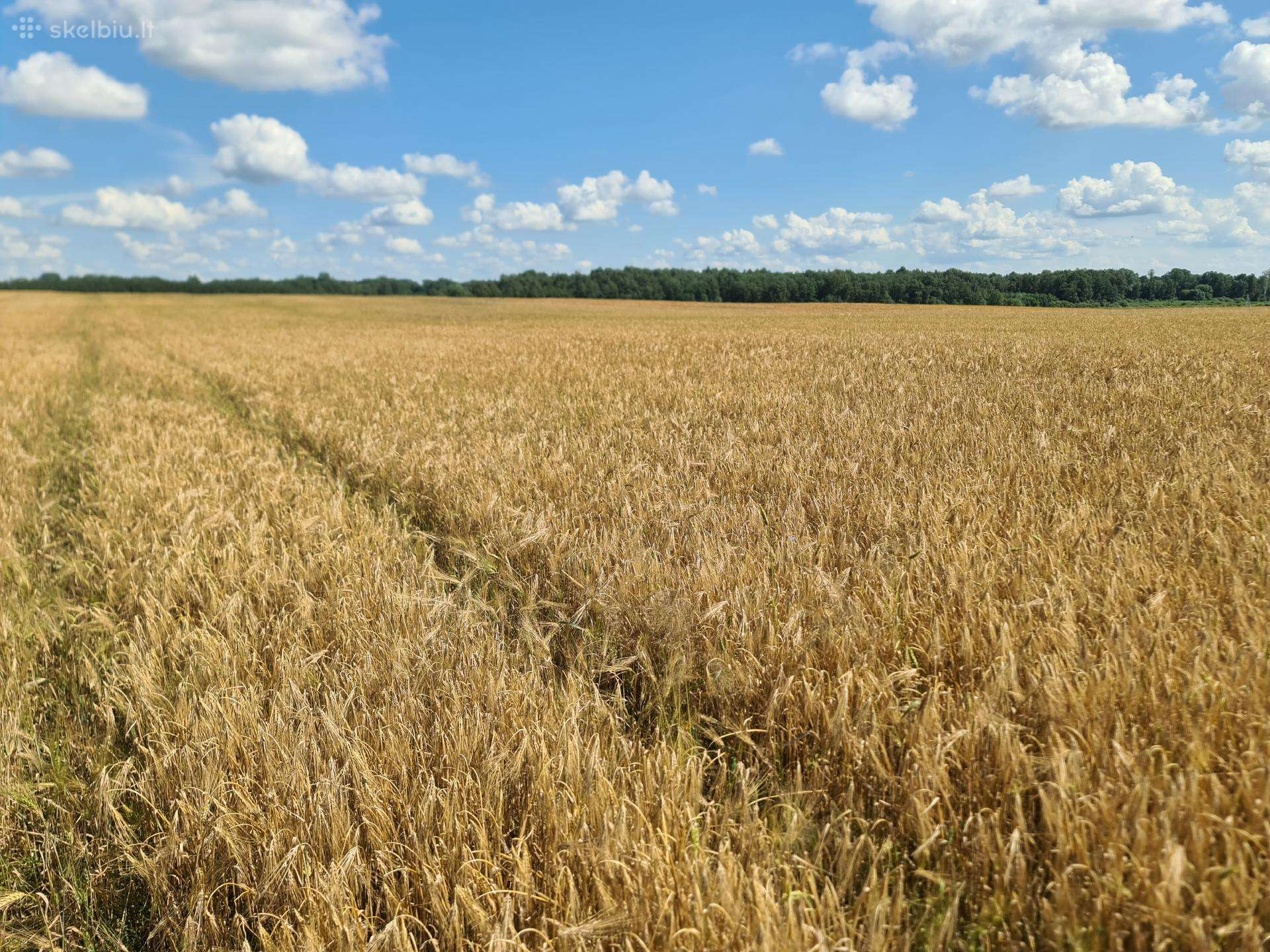 Žieminiai: miežiai, kviečiai, kvietrugiai