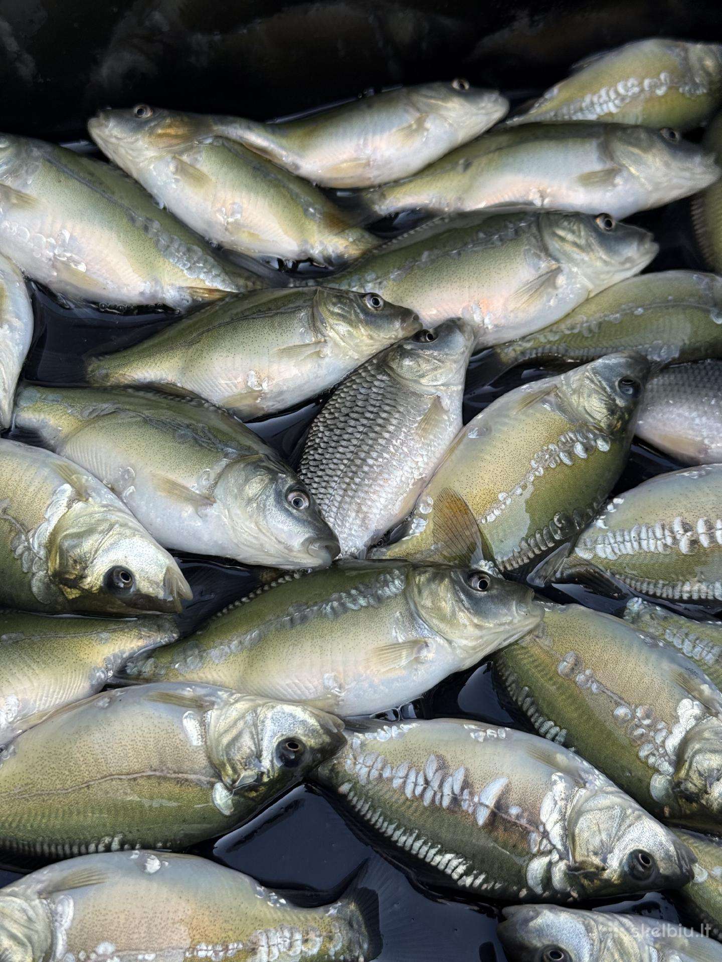 Karpių mailius įžuvinimui 0.4eur/vnt.karpiukai