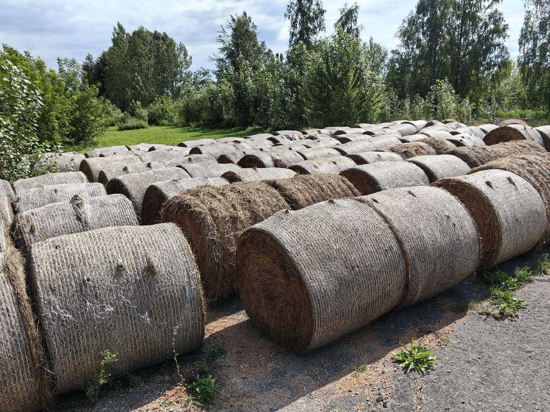 Šienas Šienas Sausas Šienas!